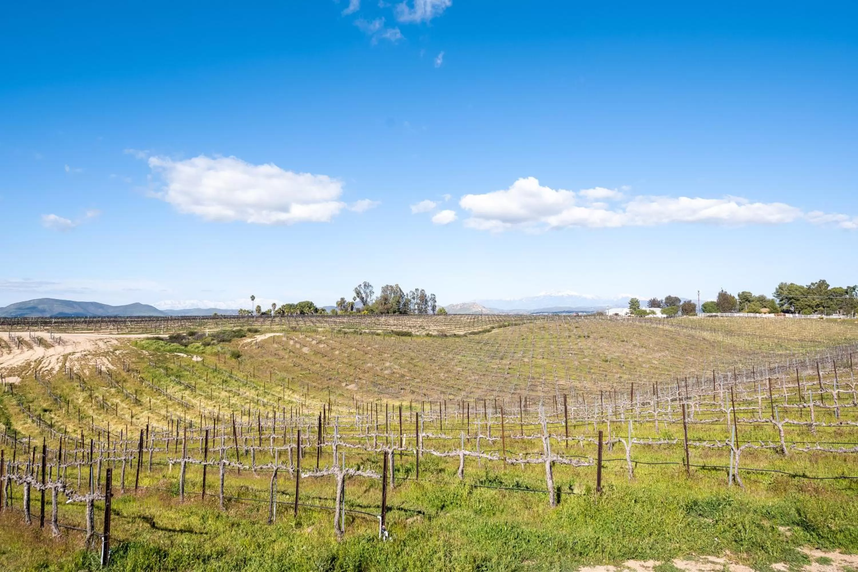 Day in Domaine Chardonnay