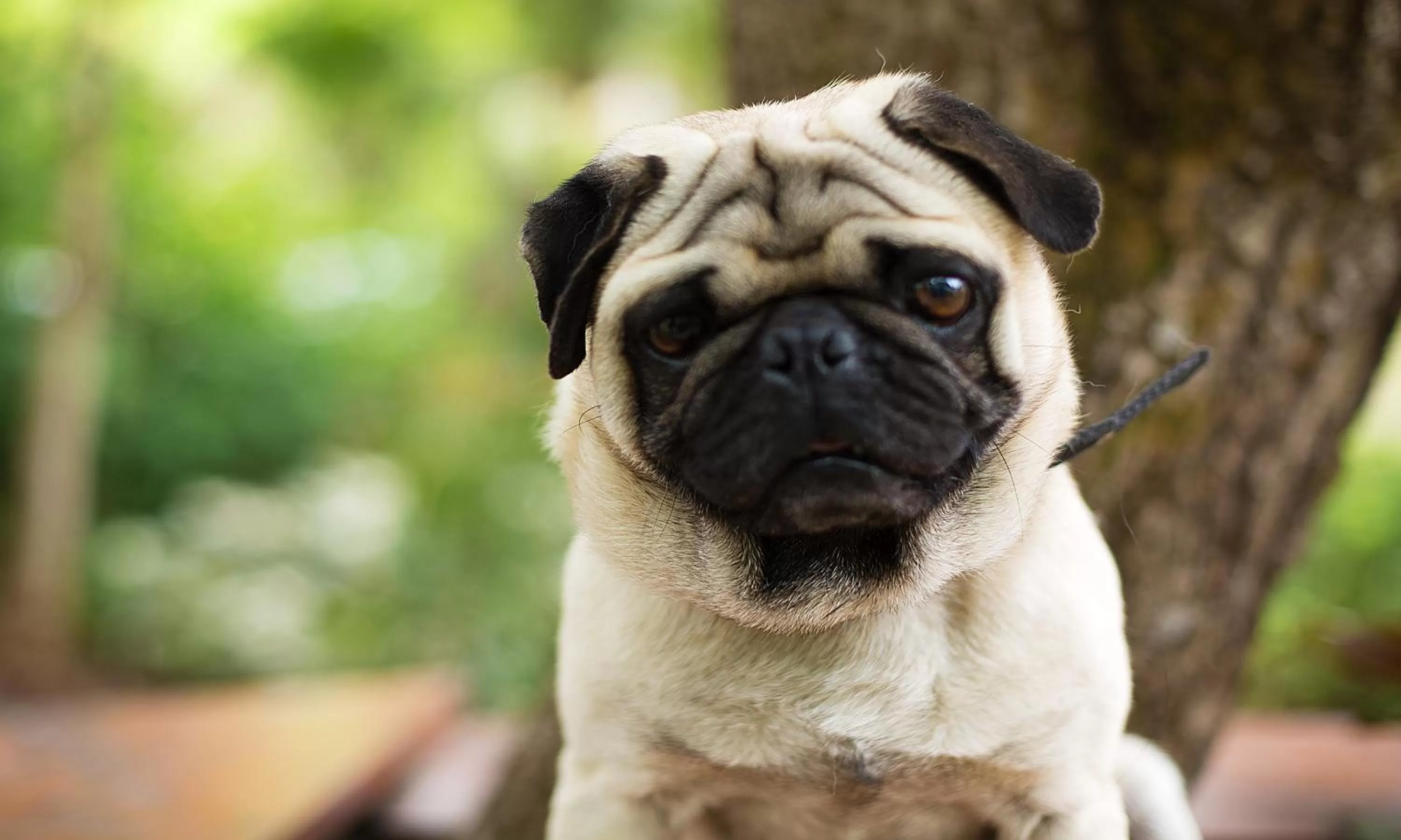 Garden in Pine Borough Inn