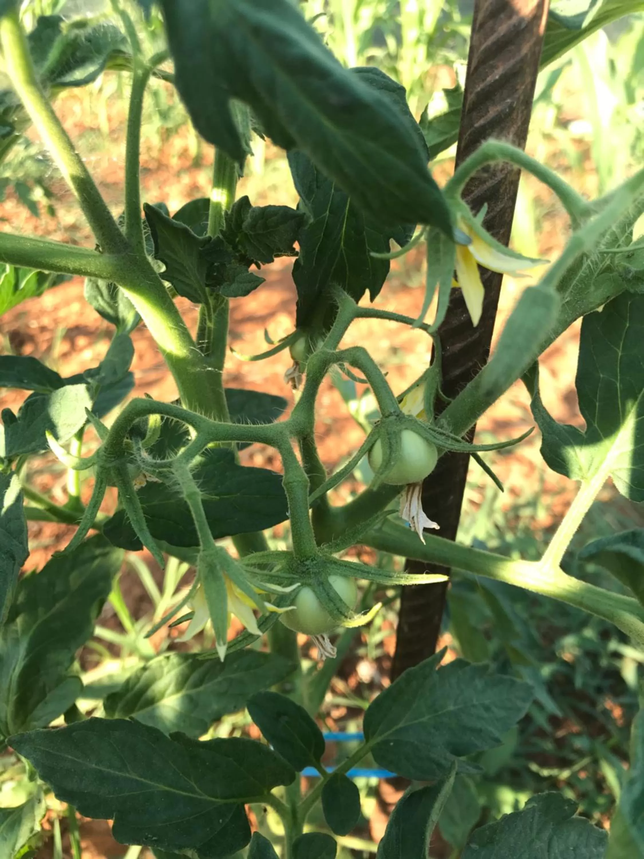 Restaurant/places to eat in Villa Flowers