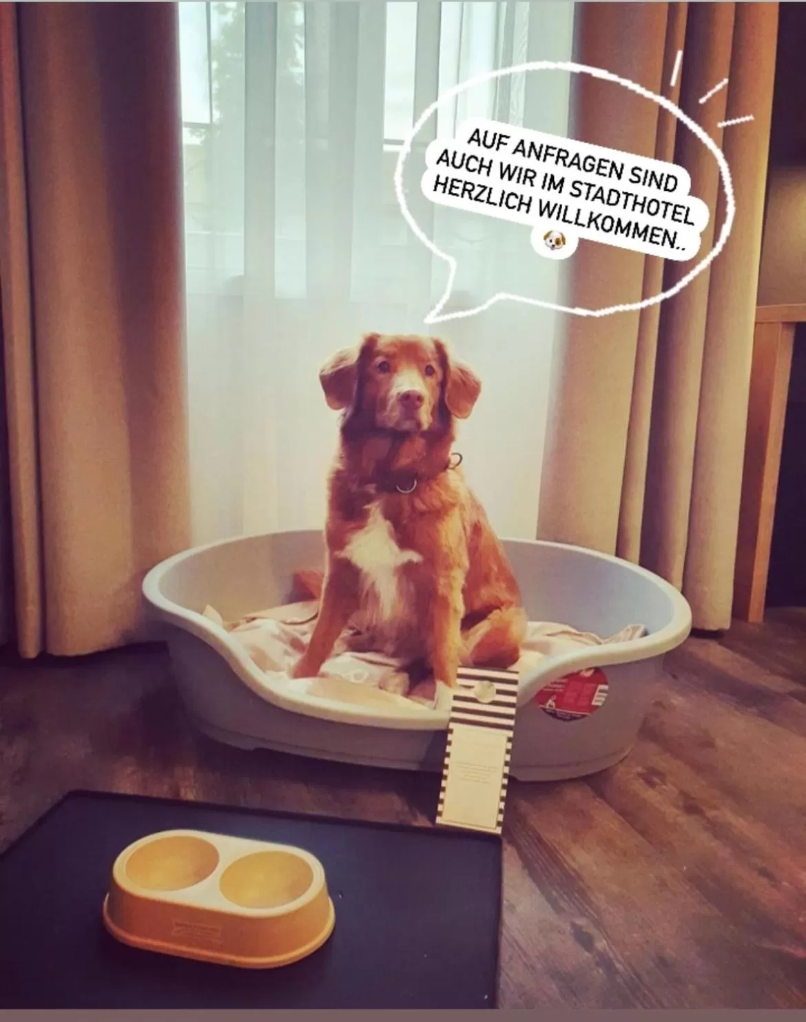 Pets in Stadthotel Haslach