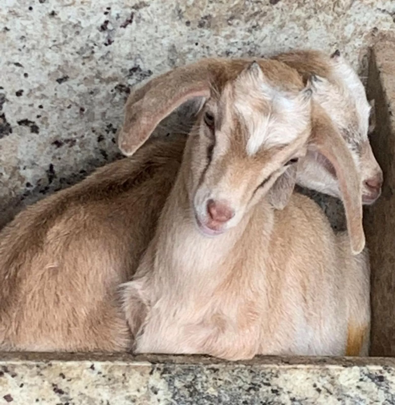 Animals, Pets in Pousada Fazendinha Unamar