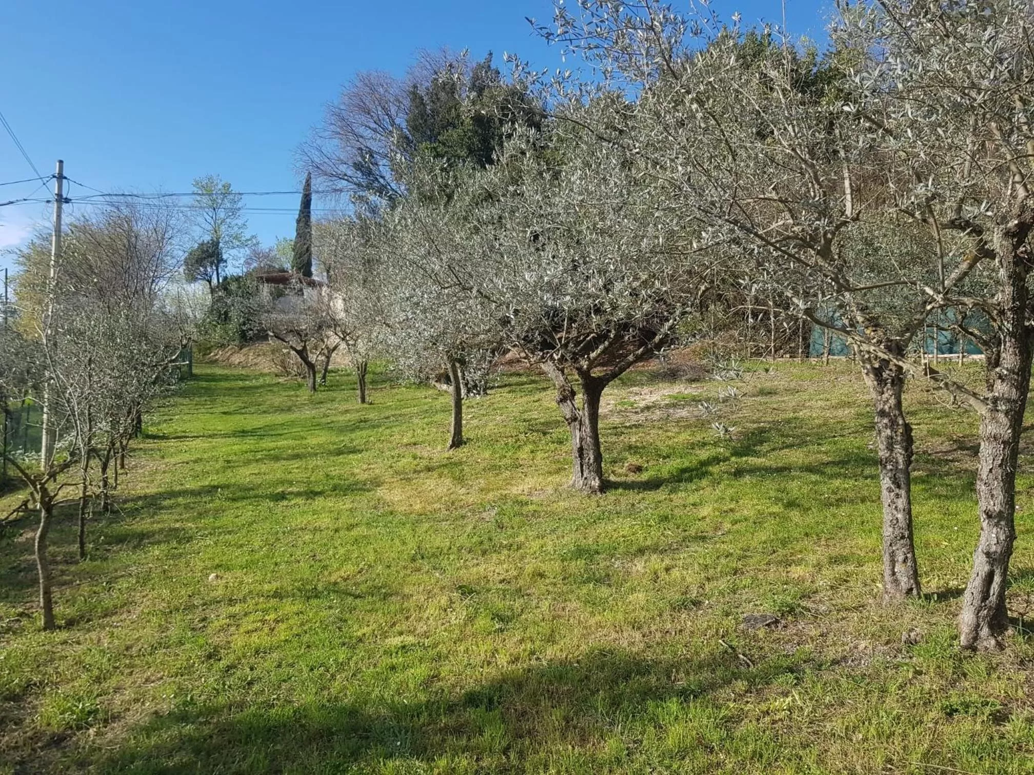 Garden in Domus Antiqua Bed & Breakfast