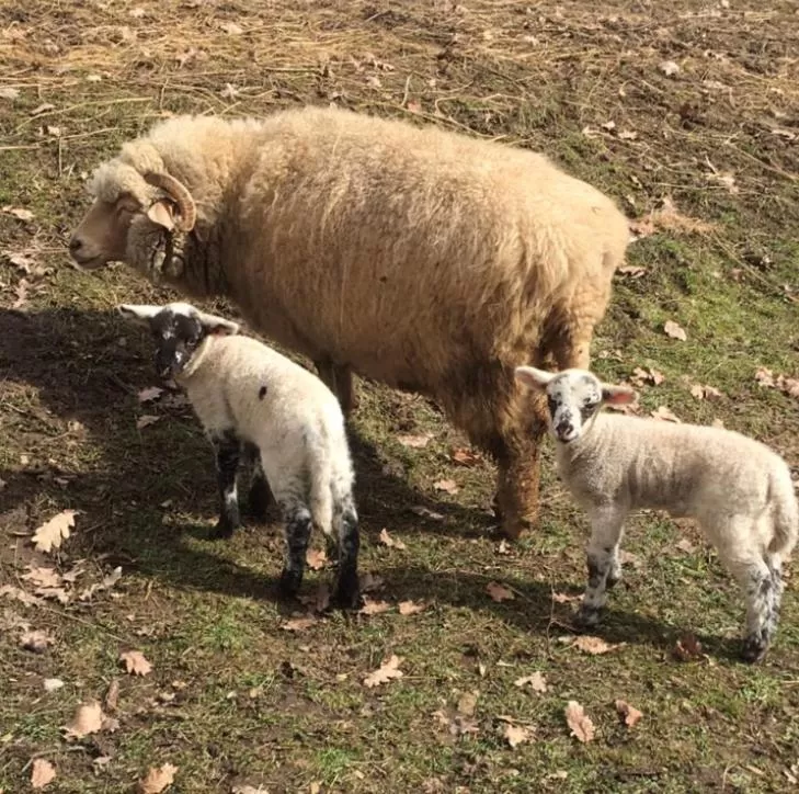 Day in Pensiunea SilvAnka