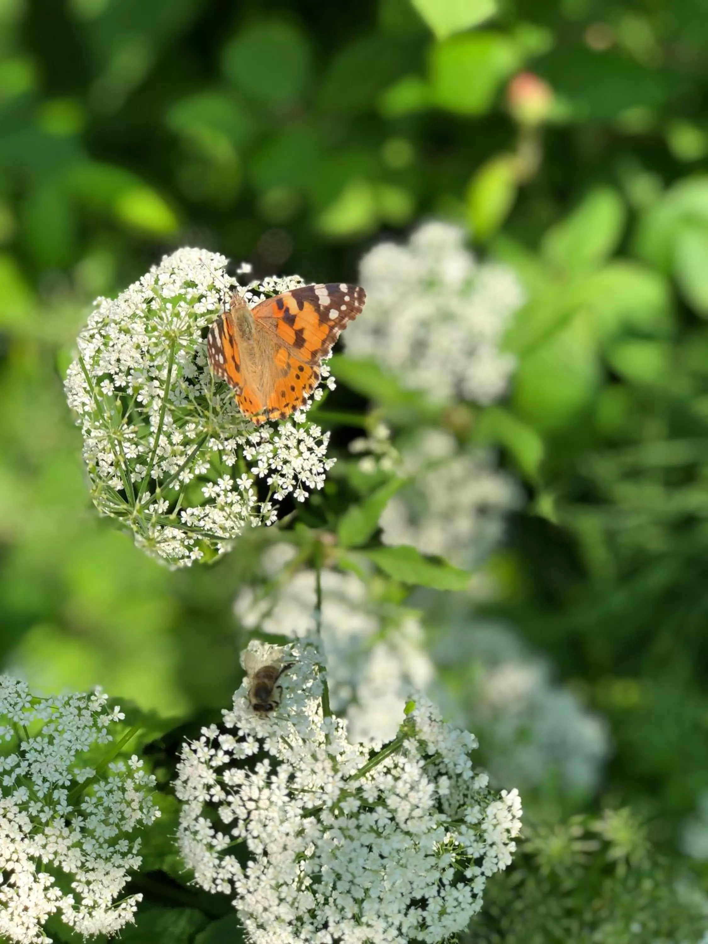 Other Animals in Davaa's Bed & Breakfast