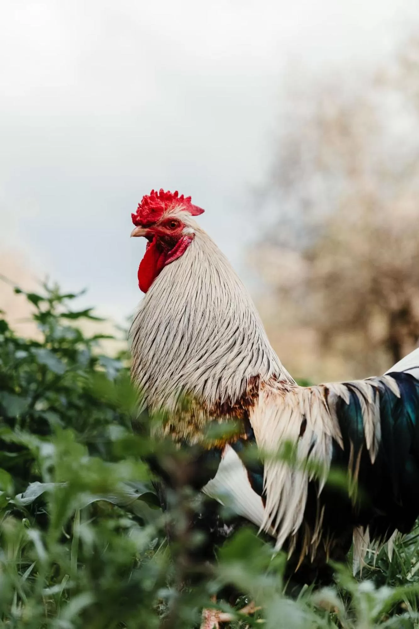 Animals, Other Animals in La pagliera