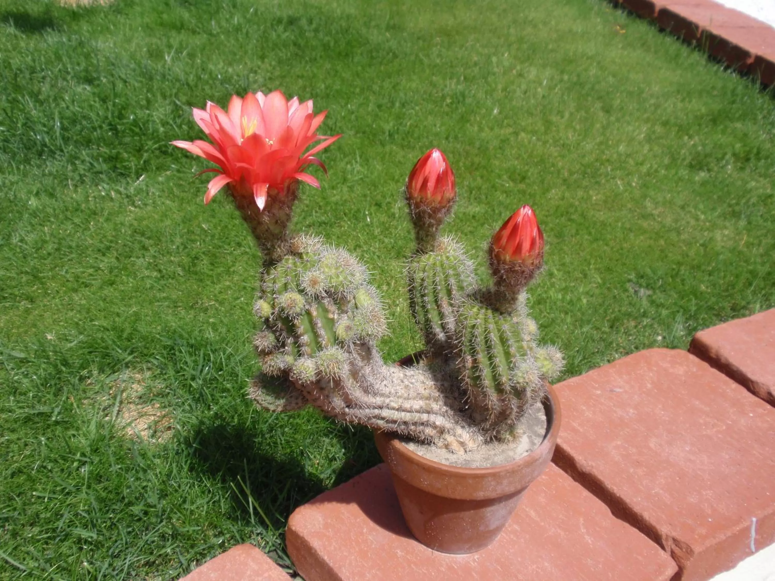 Garden in Villa-Angelina