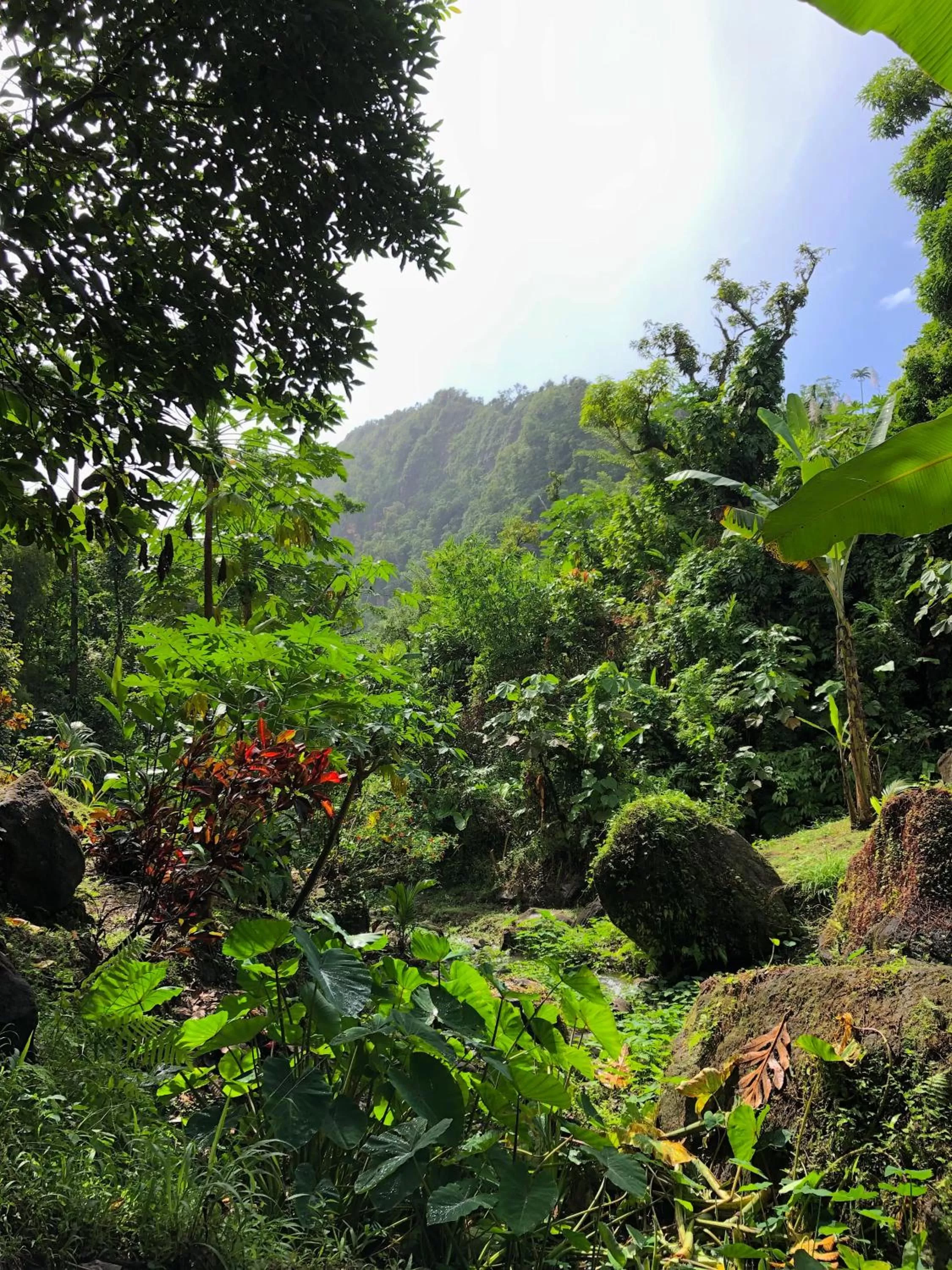 Garden, Natural Landscape in Cocoa Cottage