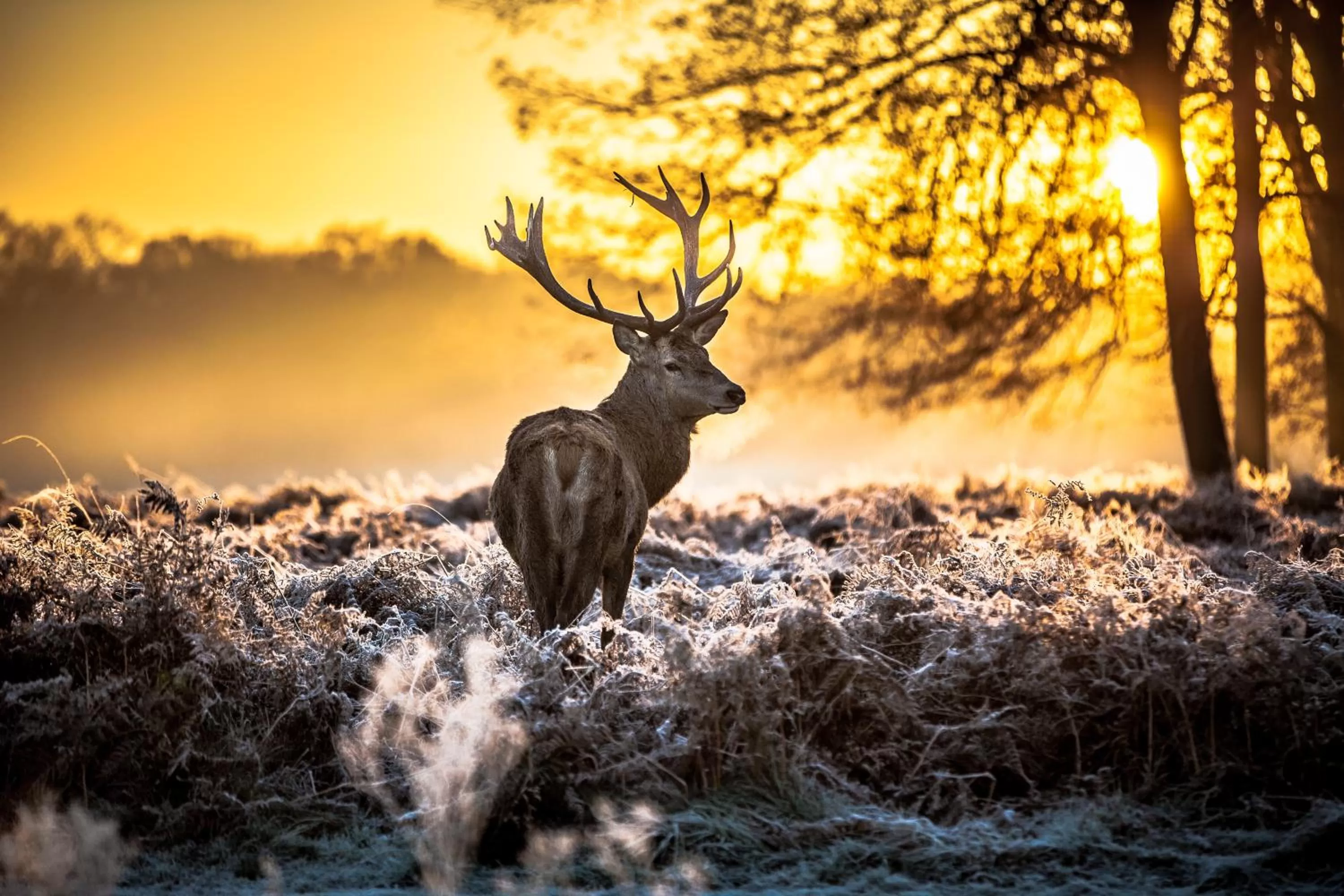 Activities, Other Animals in Wellness & Ayurveda Hotel Am Eichenberg