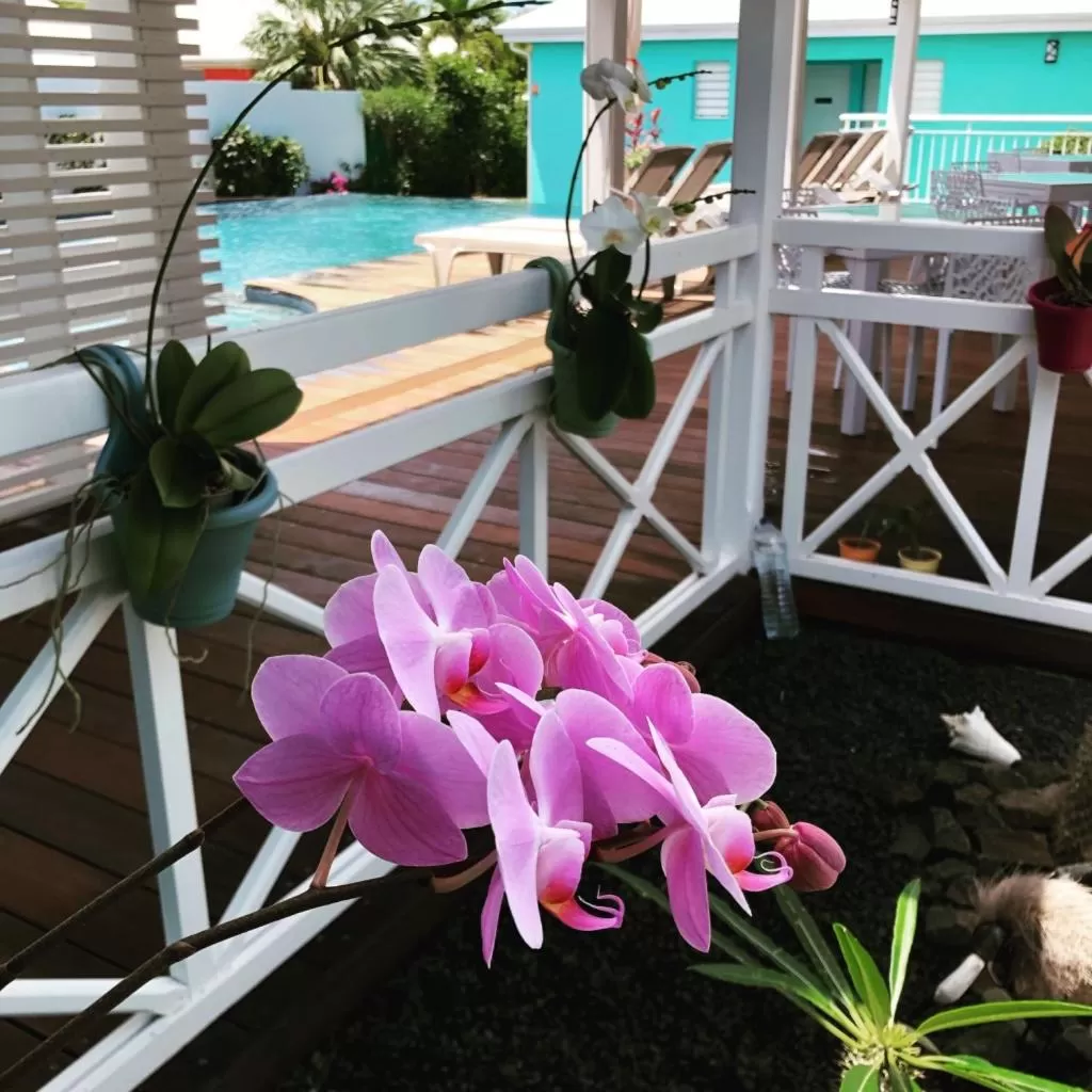 Patio, Pool View in Hôtel La Christophine