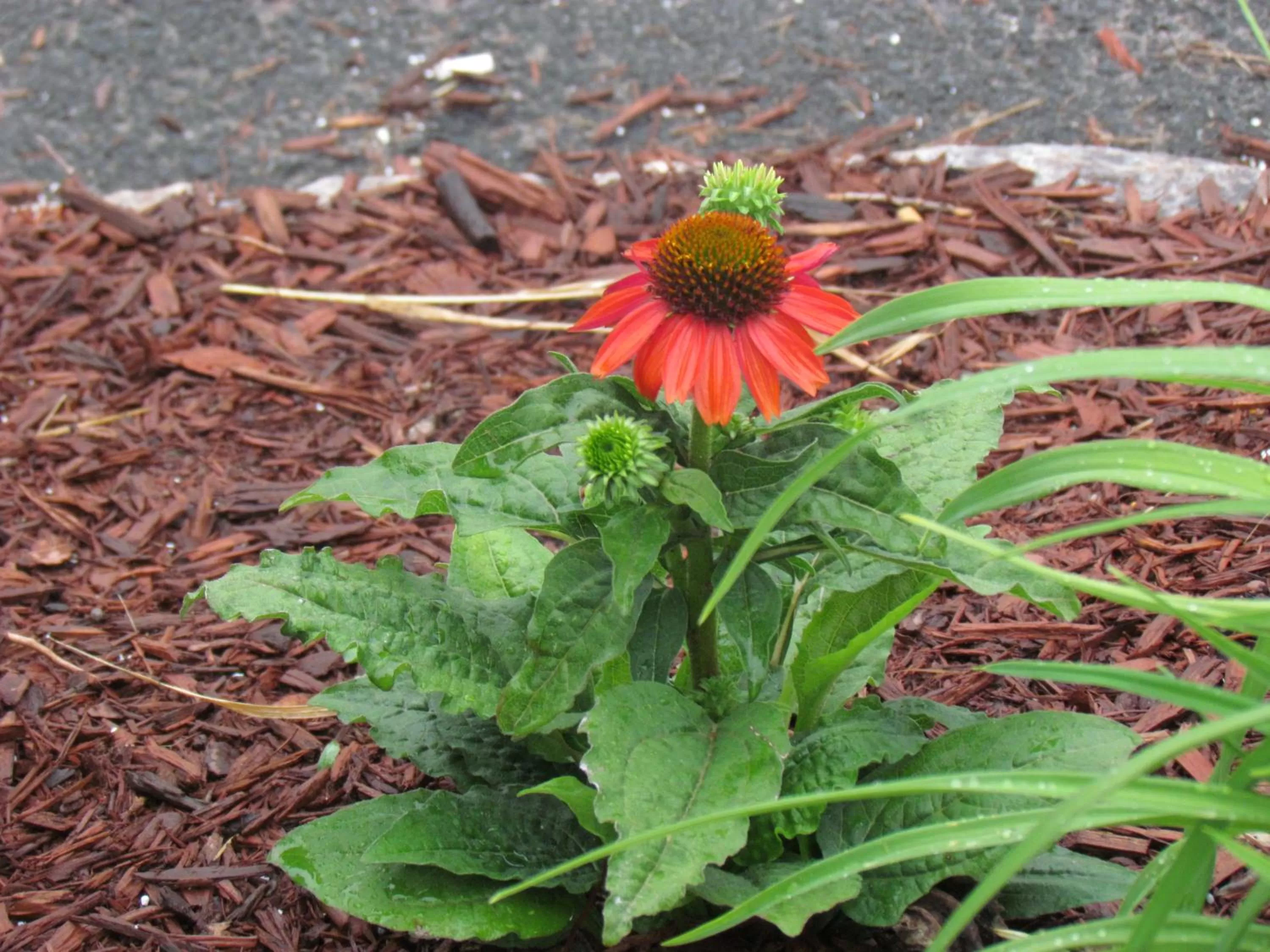 Natural landscape in Rodeway Inn King William