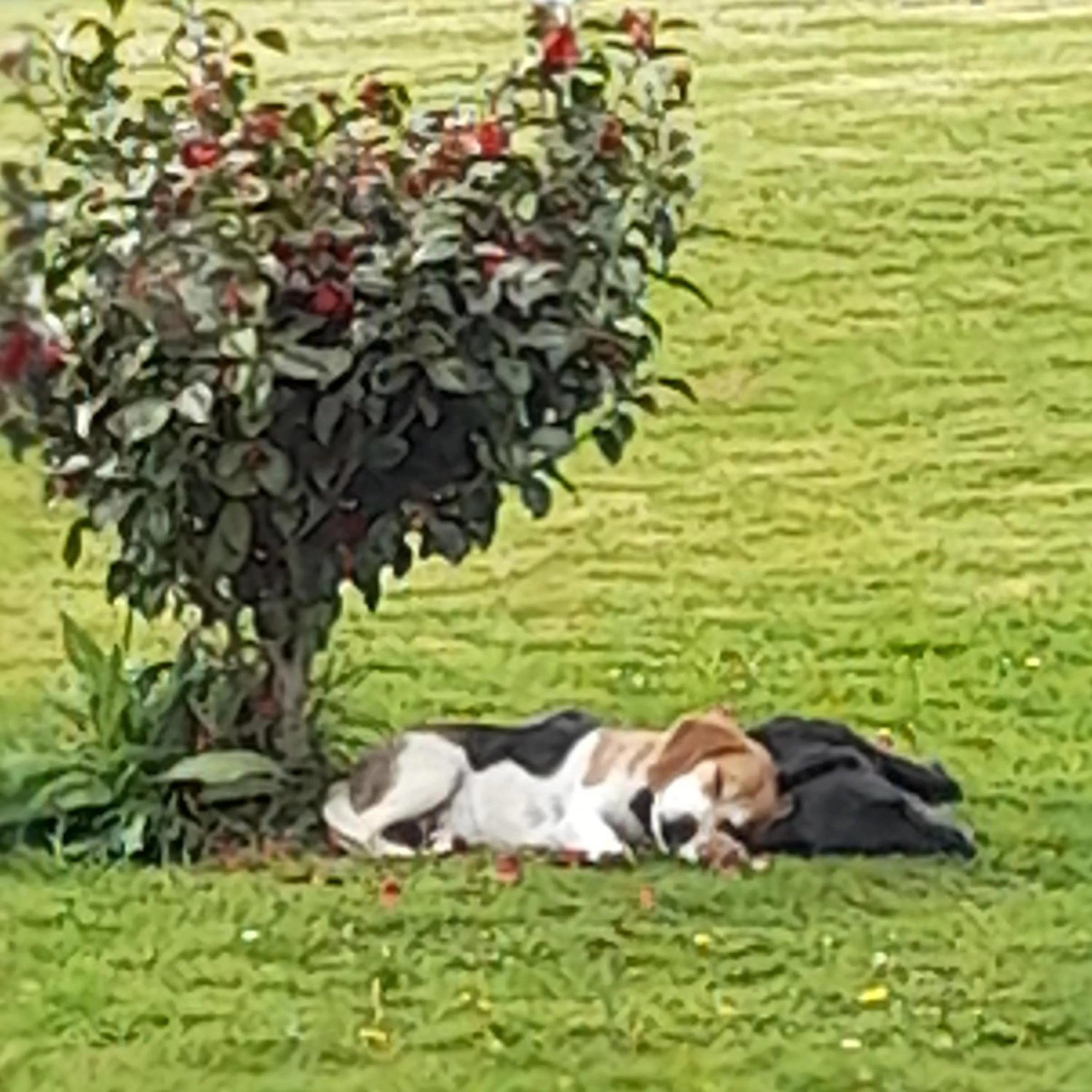 Pets in Shadowvale E34X773