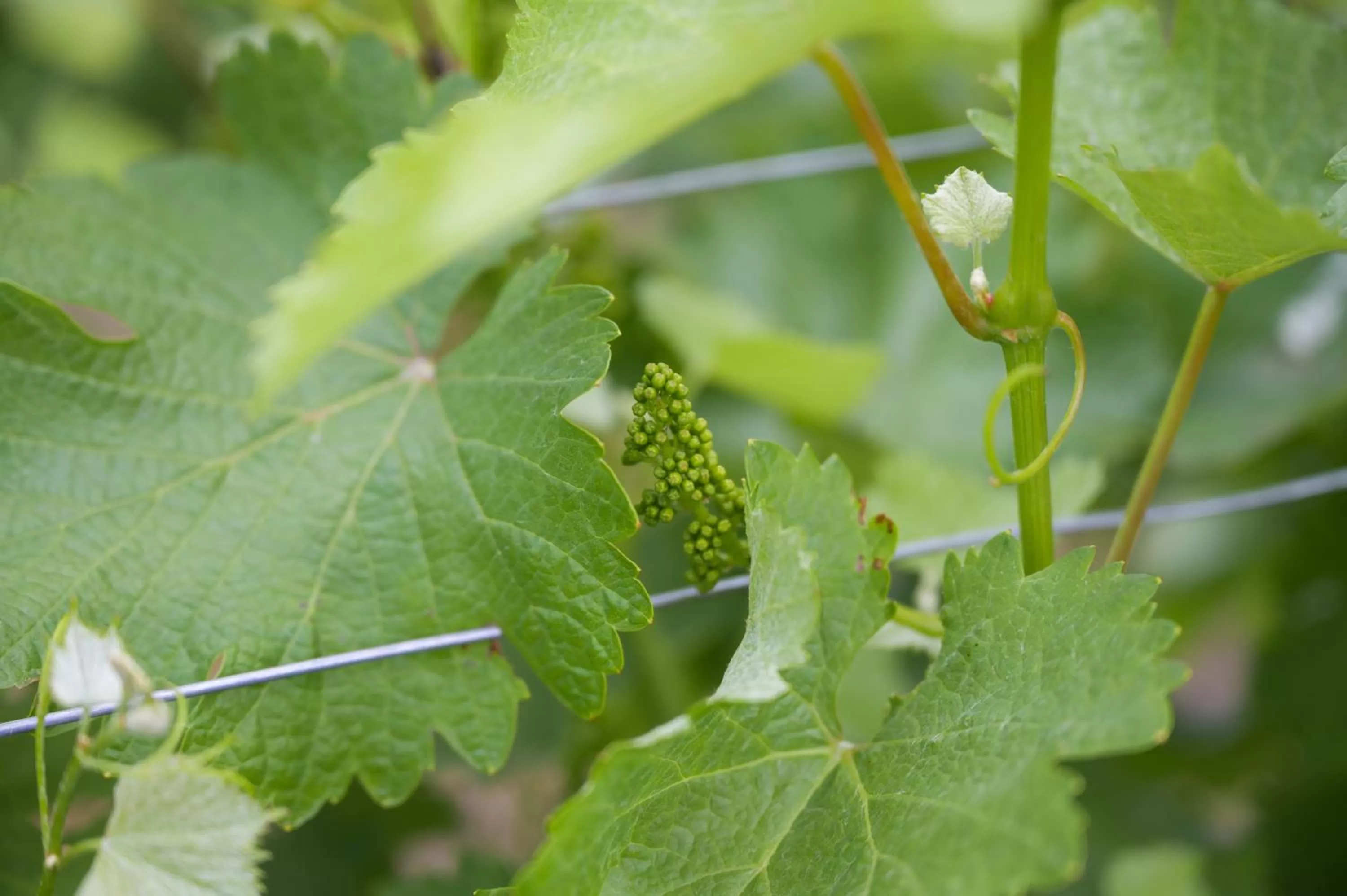 Garden view in The Setting Inn Willamette Valley