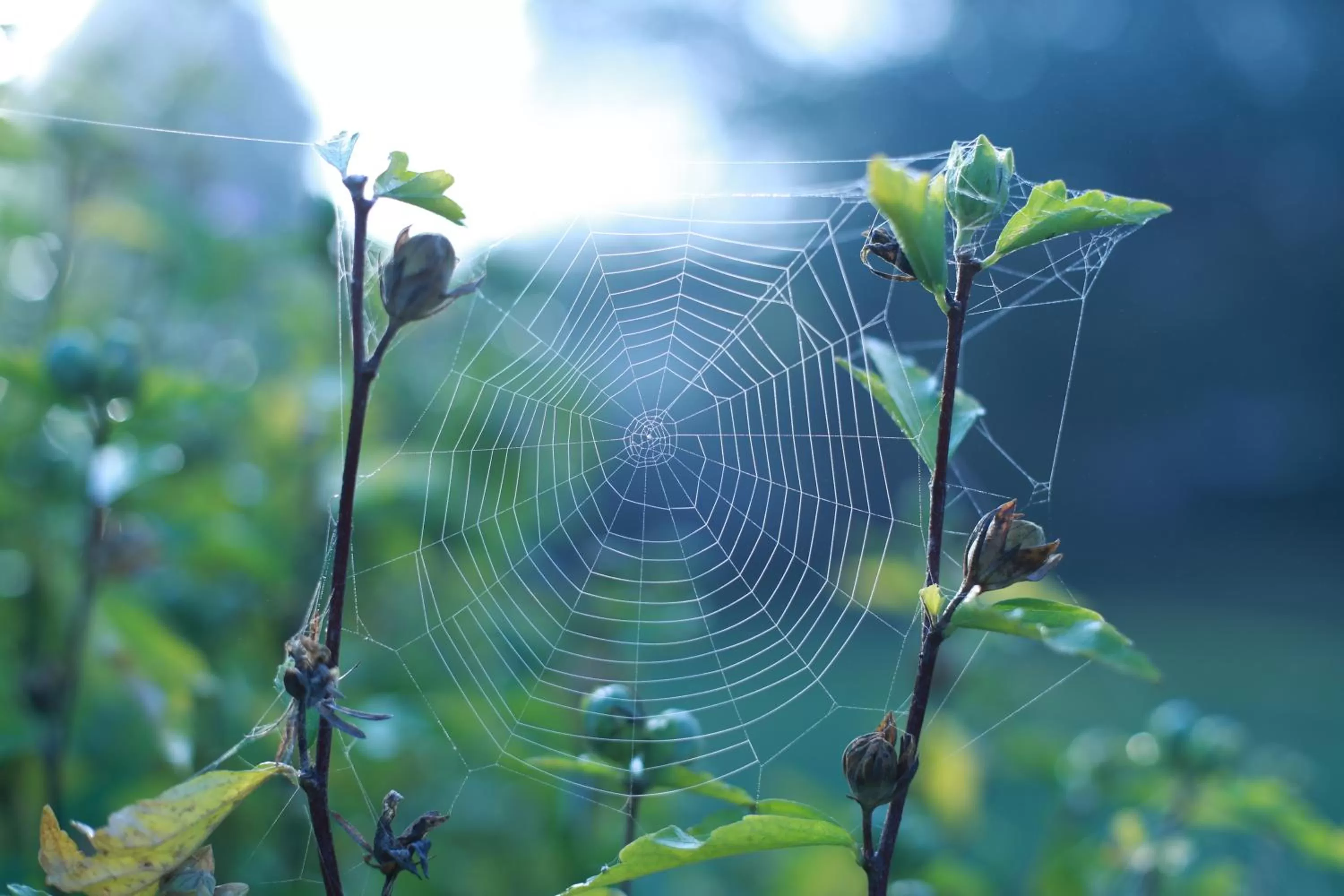 Garden in Les Rêves de Flamboin