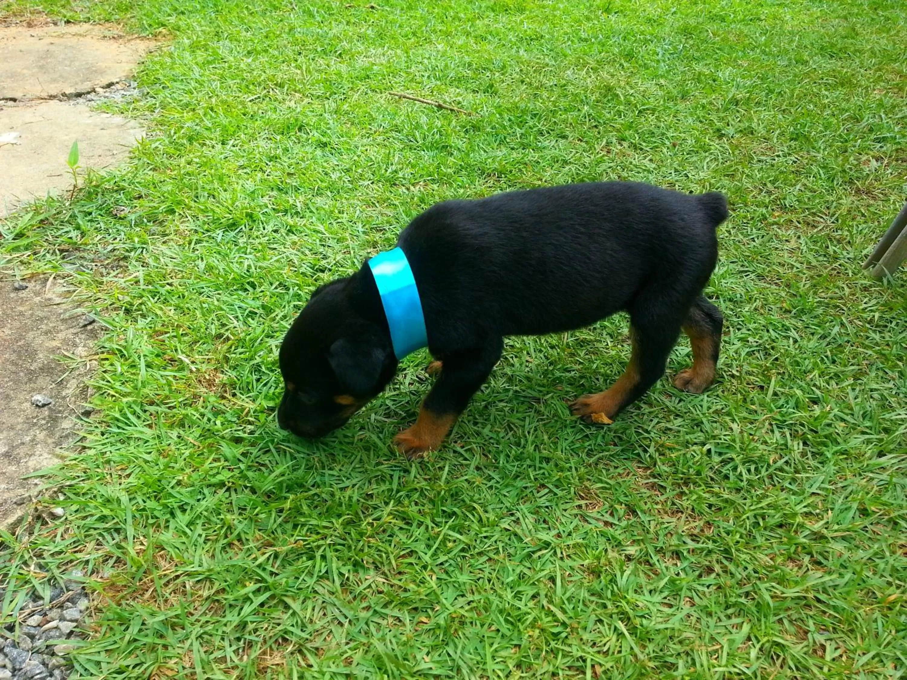 Animals, Pets in Ella Inn