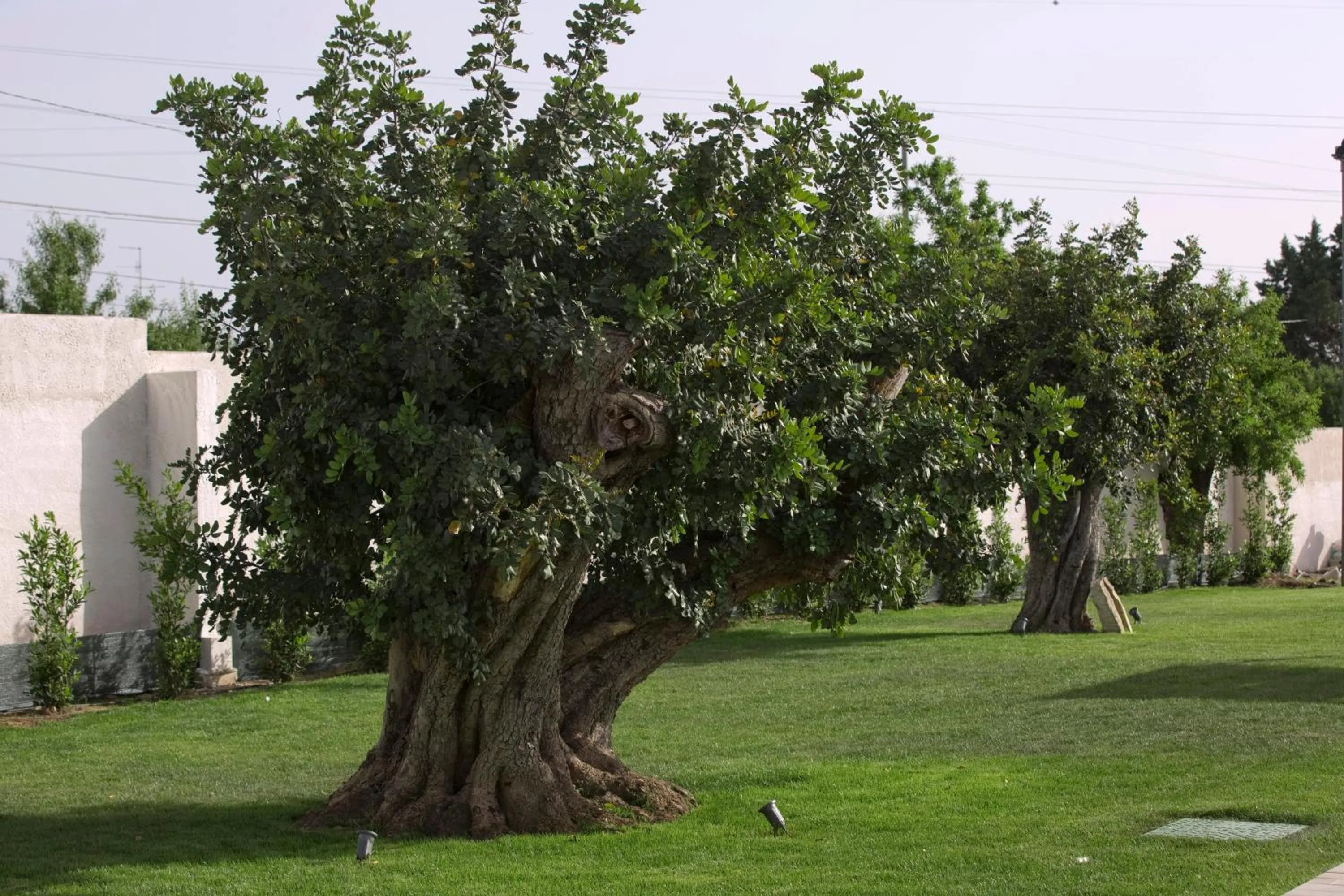 Garden in Southeast Hotel