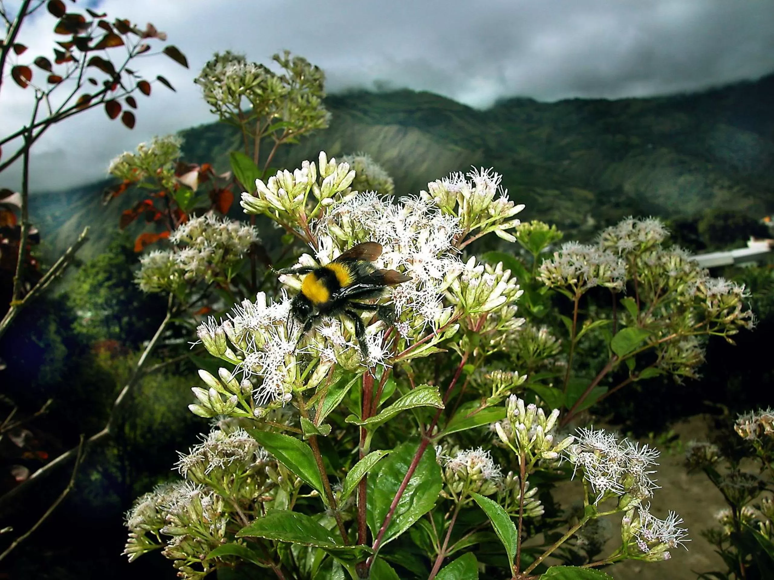 Garden, Natural Landscape in Spa Hosteria Miramelindo