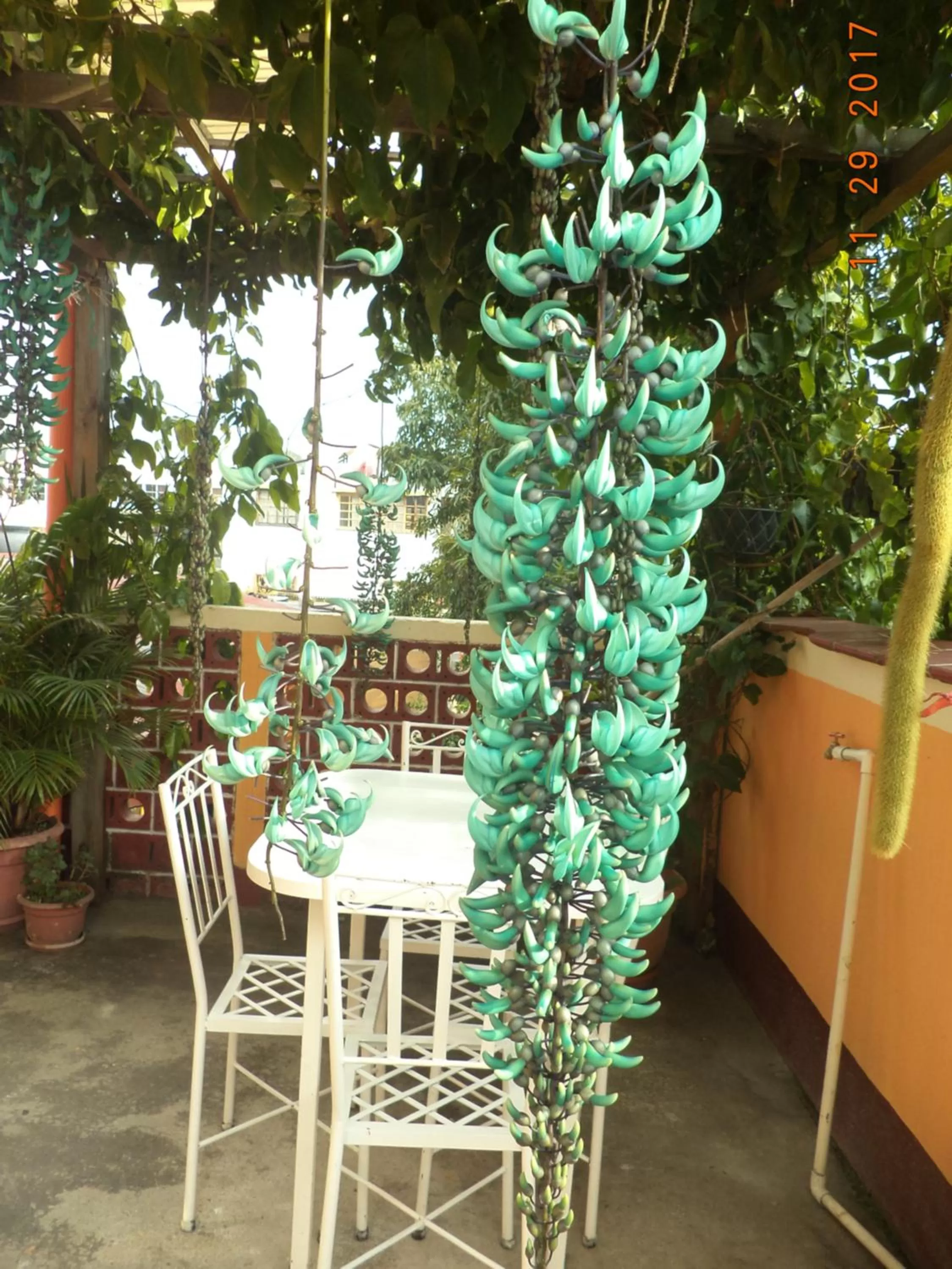 Balcony/Terrace in Hospedaje El Viajero