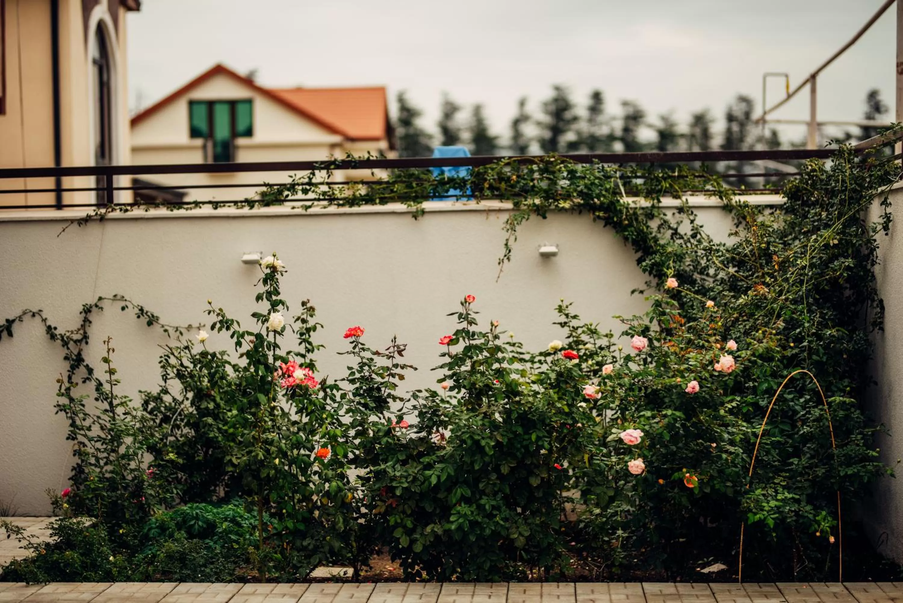 Garden view in Veronika Home Tbilisi