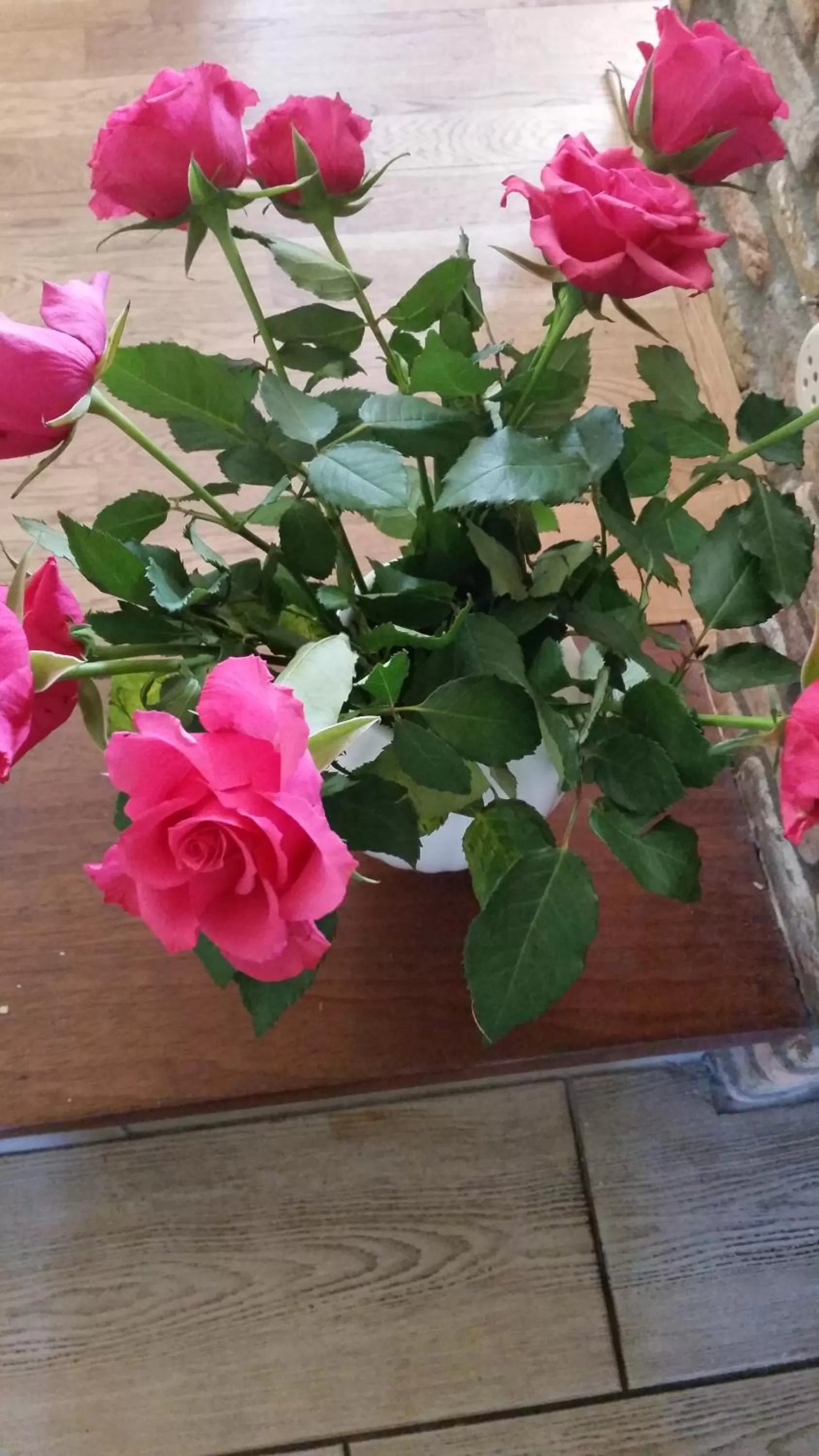 Animals in B&B Acacia