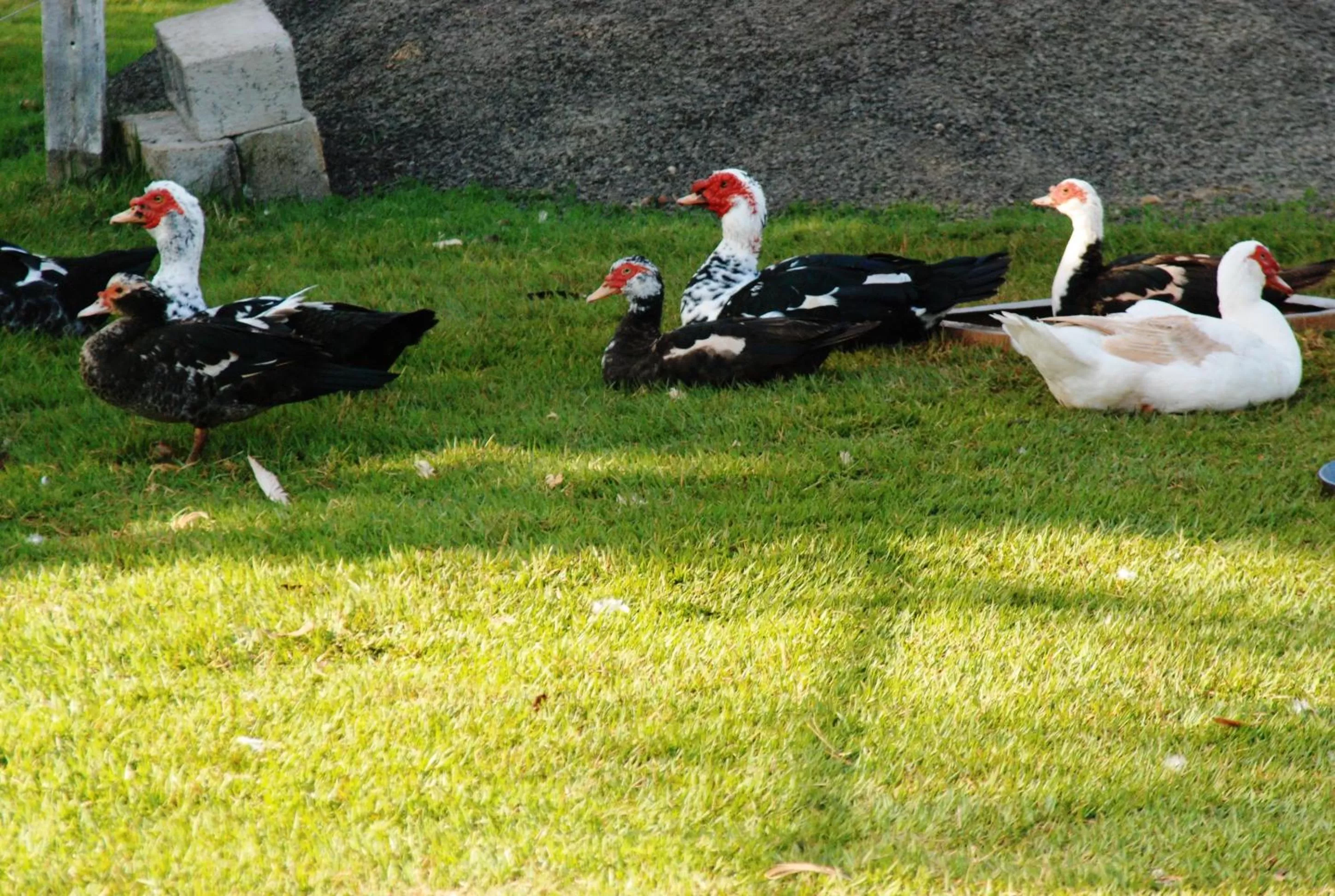 Animals in Repouso do Tchê