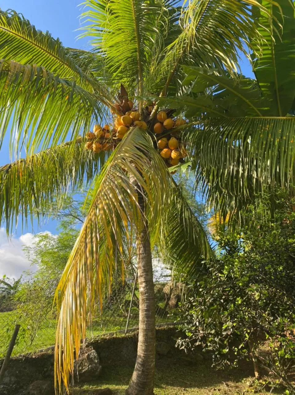 Villa Cajou (Chambre d'hôtes chez l'habitant)