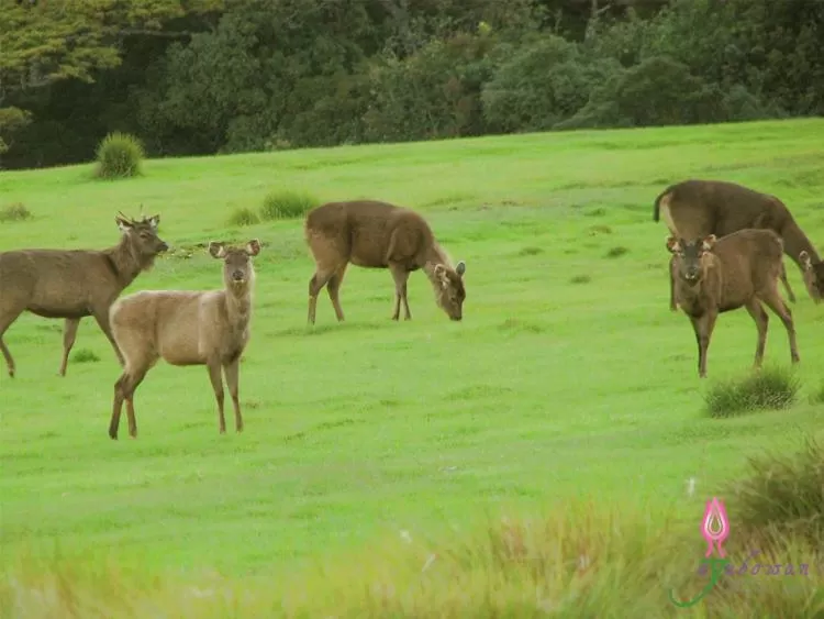 Pets in Rock View Rest Hatton