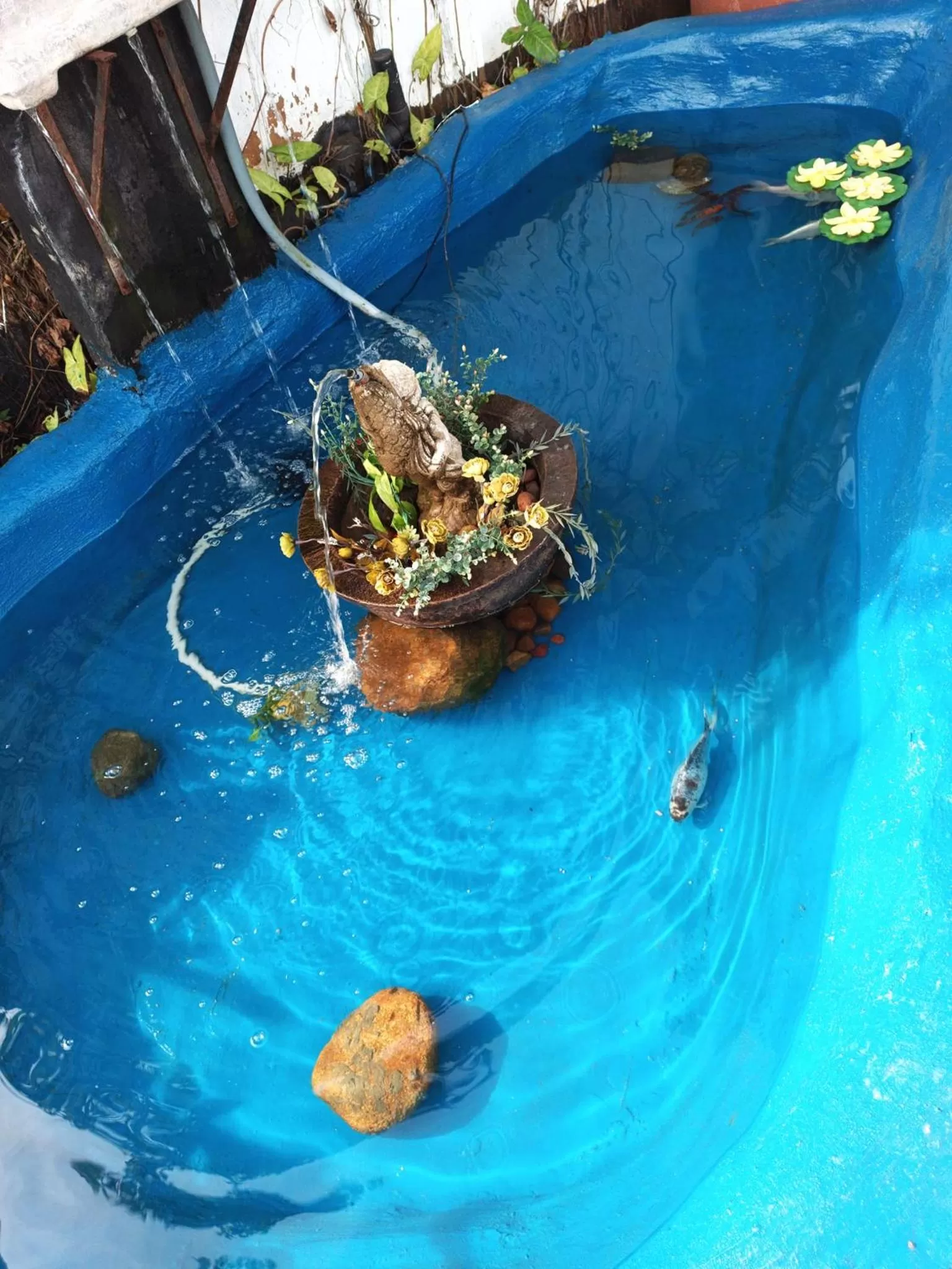 Garden, Swimming Pool in Queensburgh B&B or Self Catering