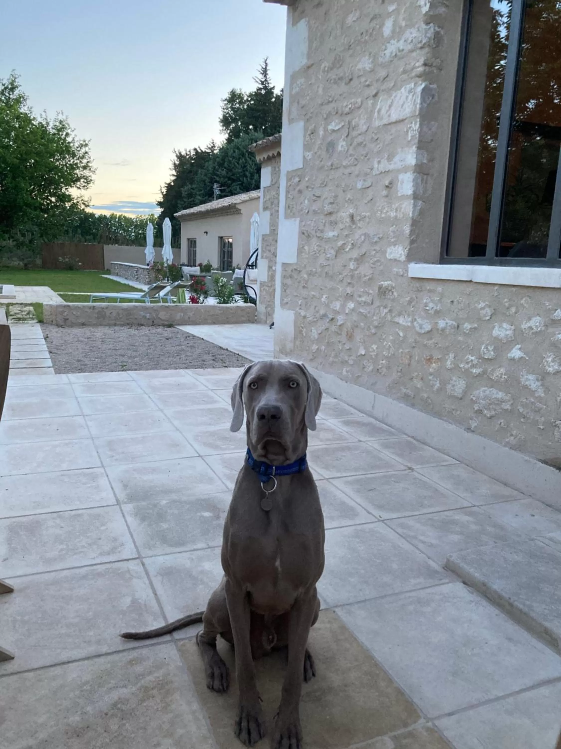 Pets in Mas Galinette