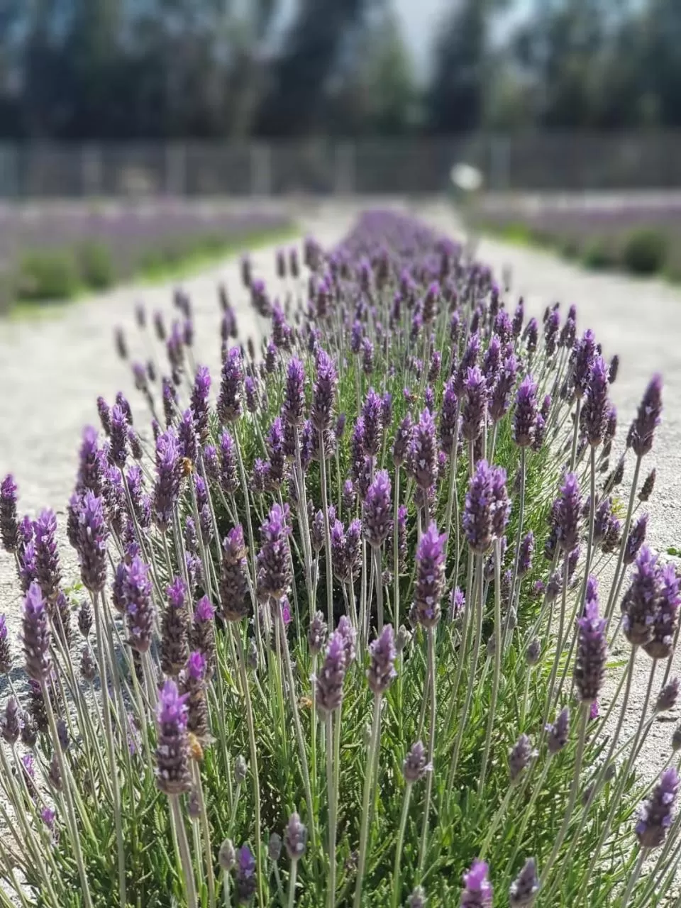 Lavanda del Valle