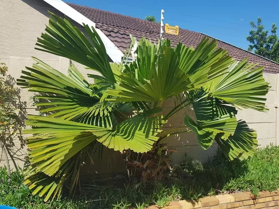 Swimming pool, Property Building in Moye Guest House