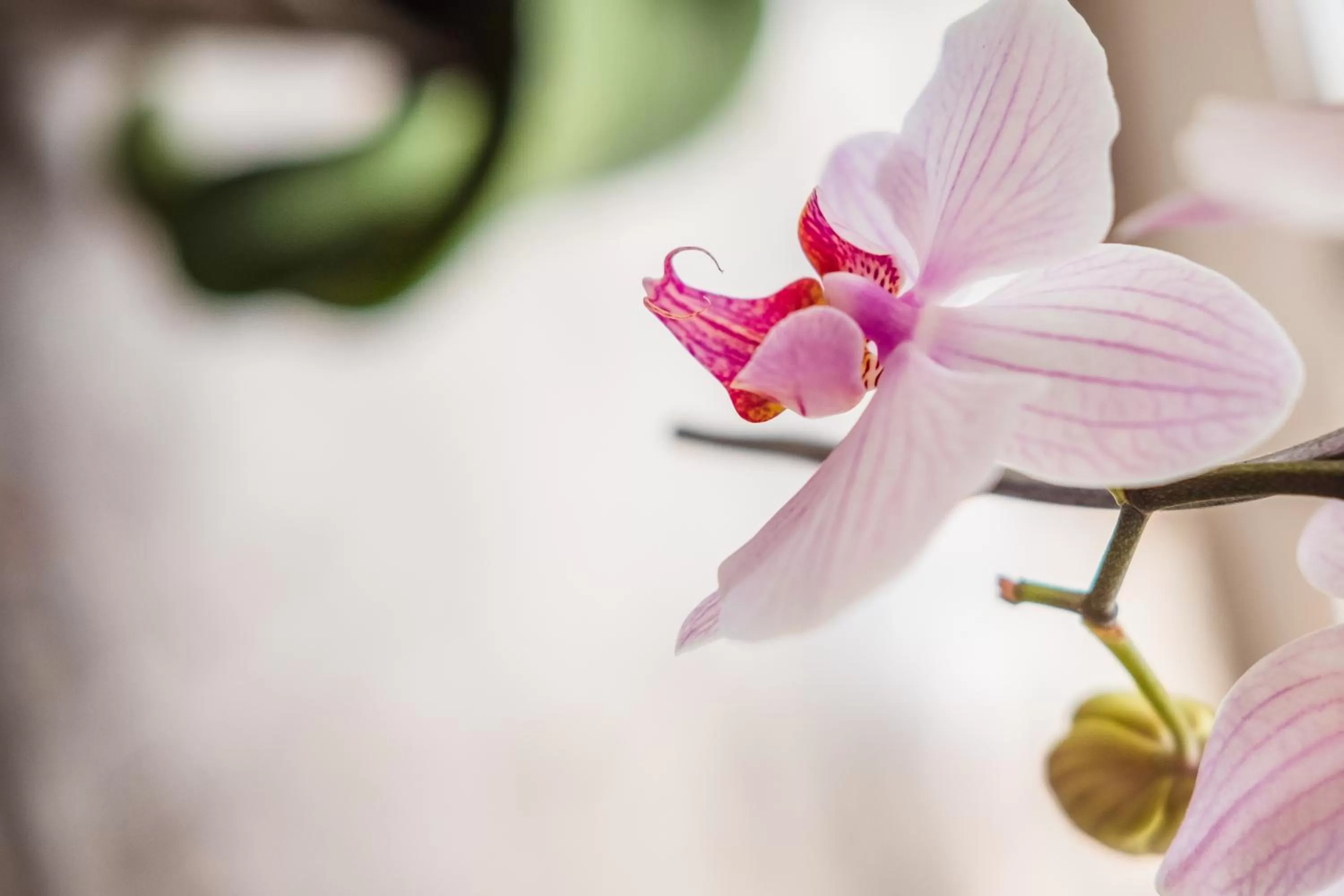 Decorative detail, Bed in On the Bay