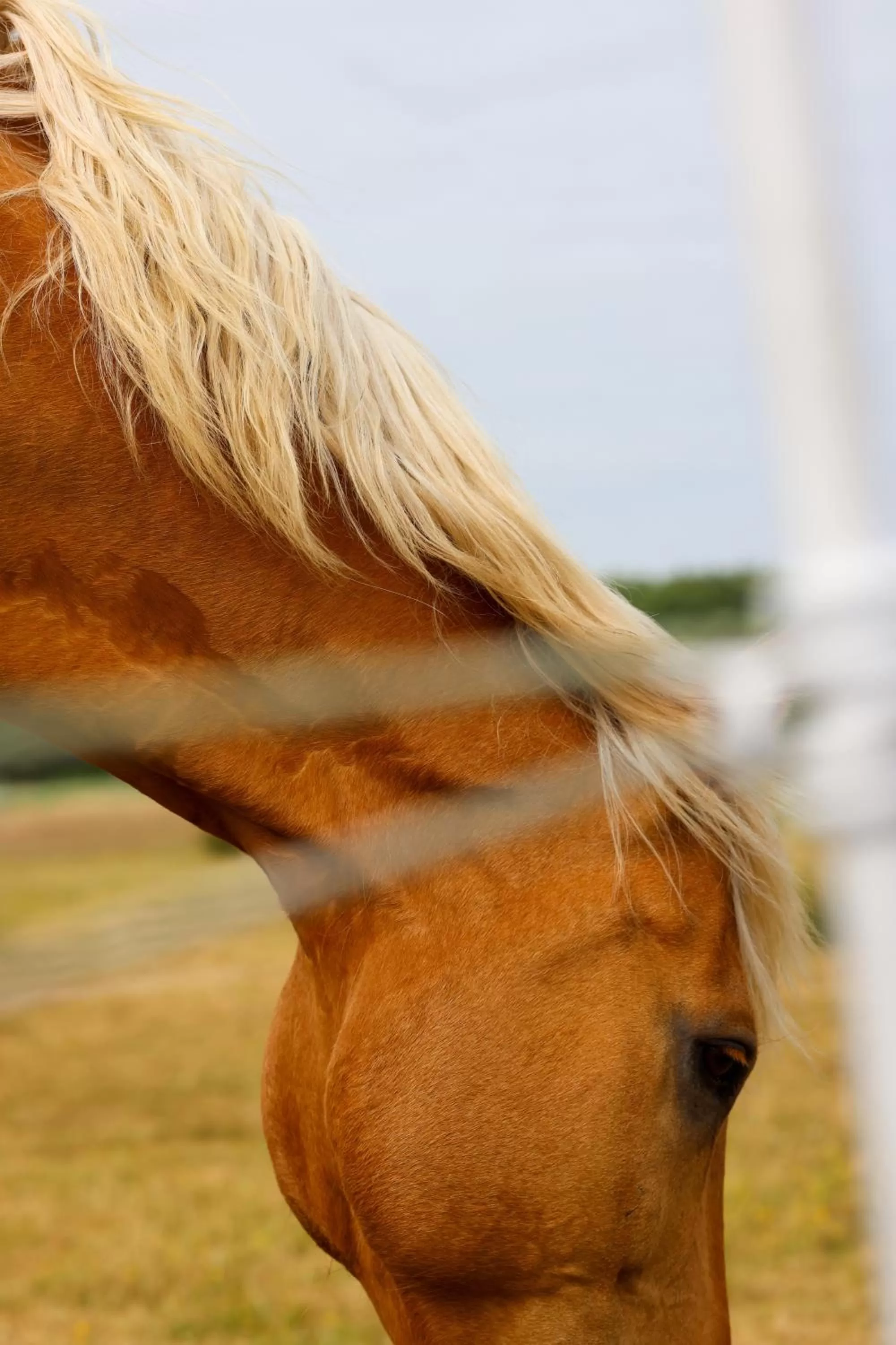 Animals in Mimosa Hotel