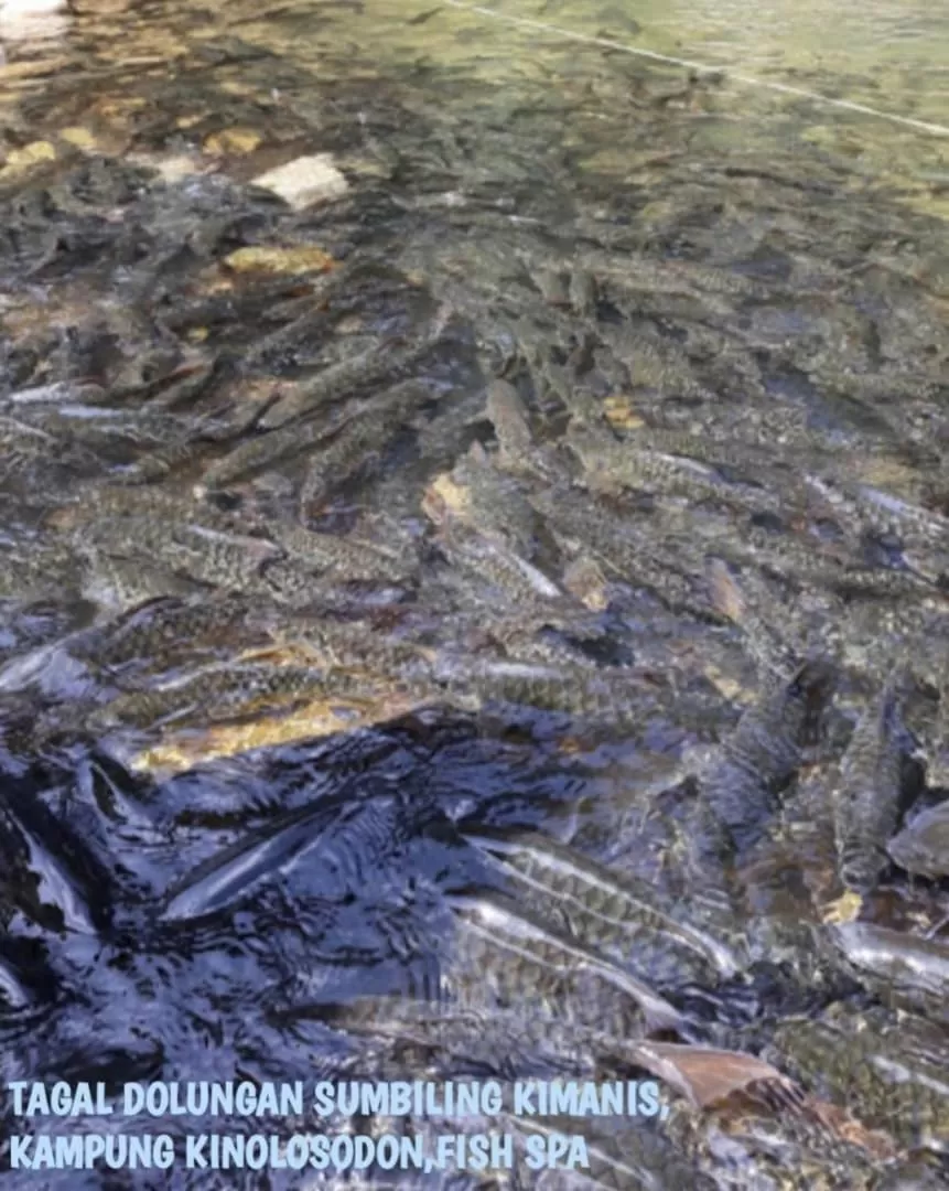 Other Animals in 75 Suite