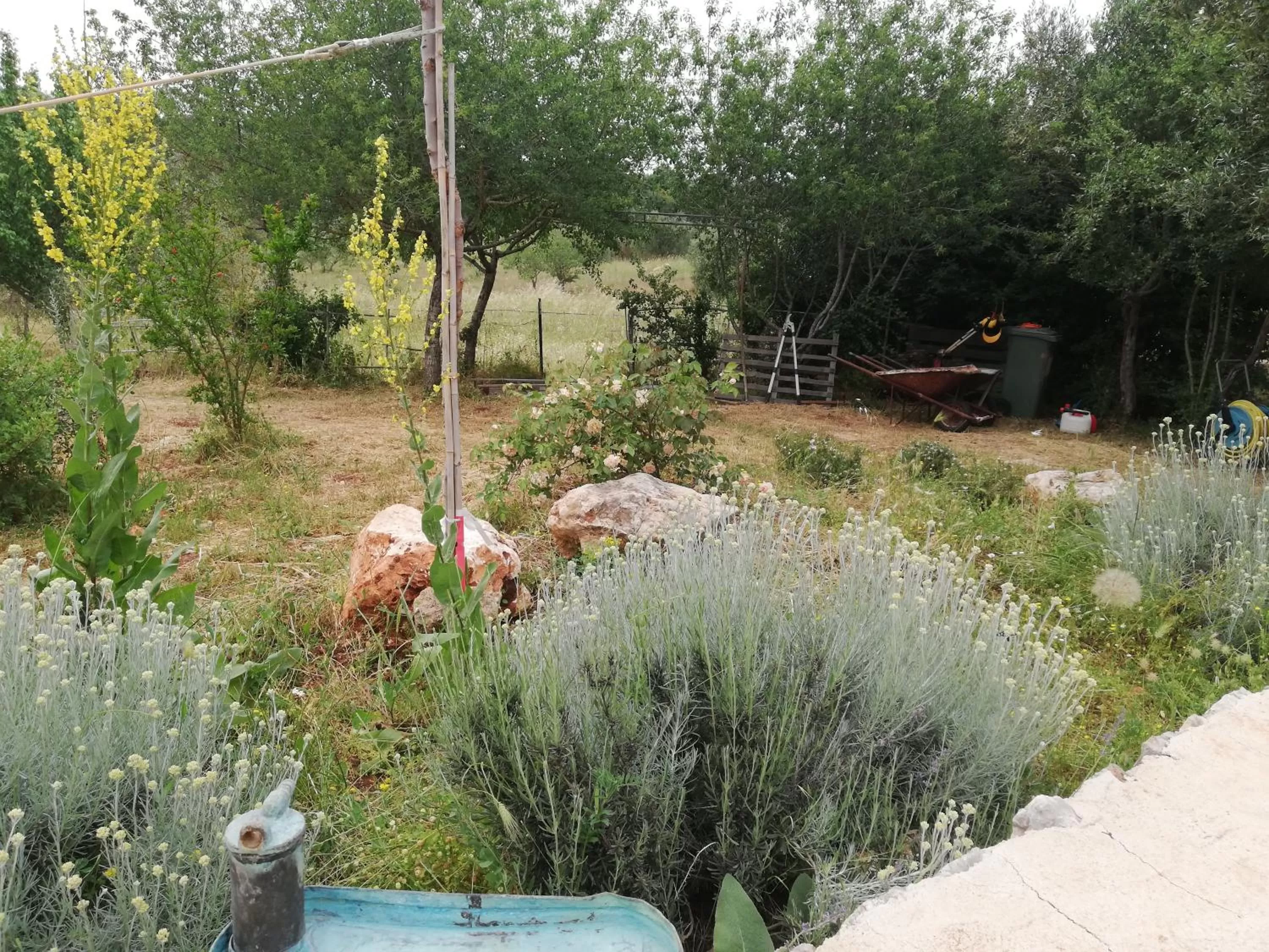 Garden in B&B Giovannarolla Green House