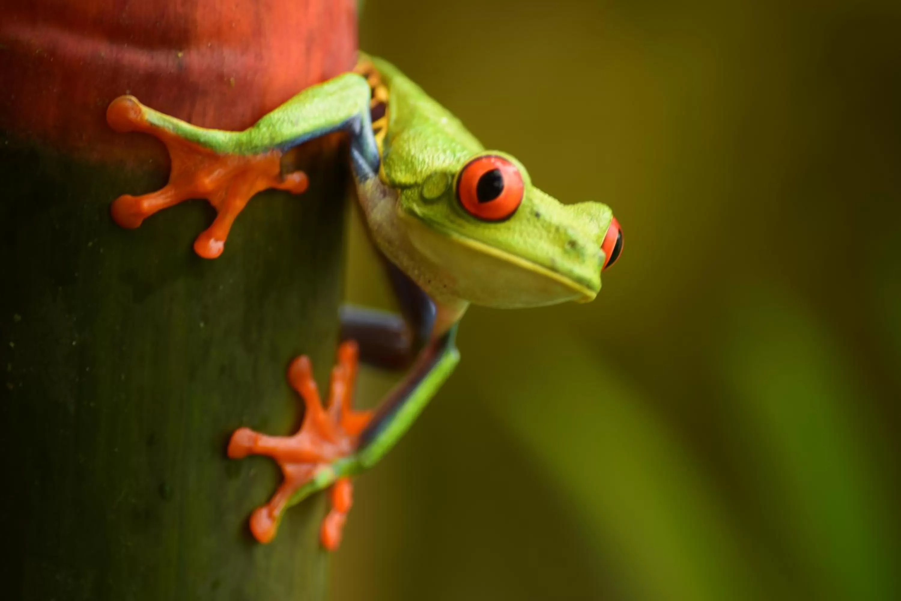 Animals in Cabañas del Rio