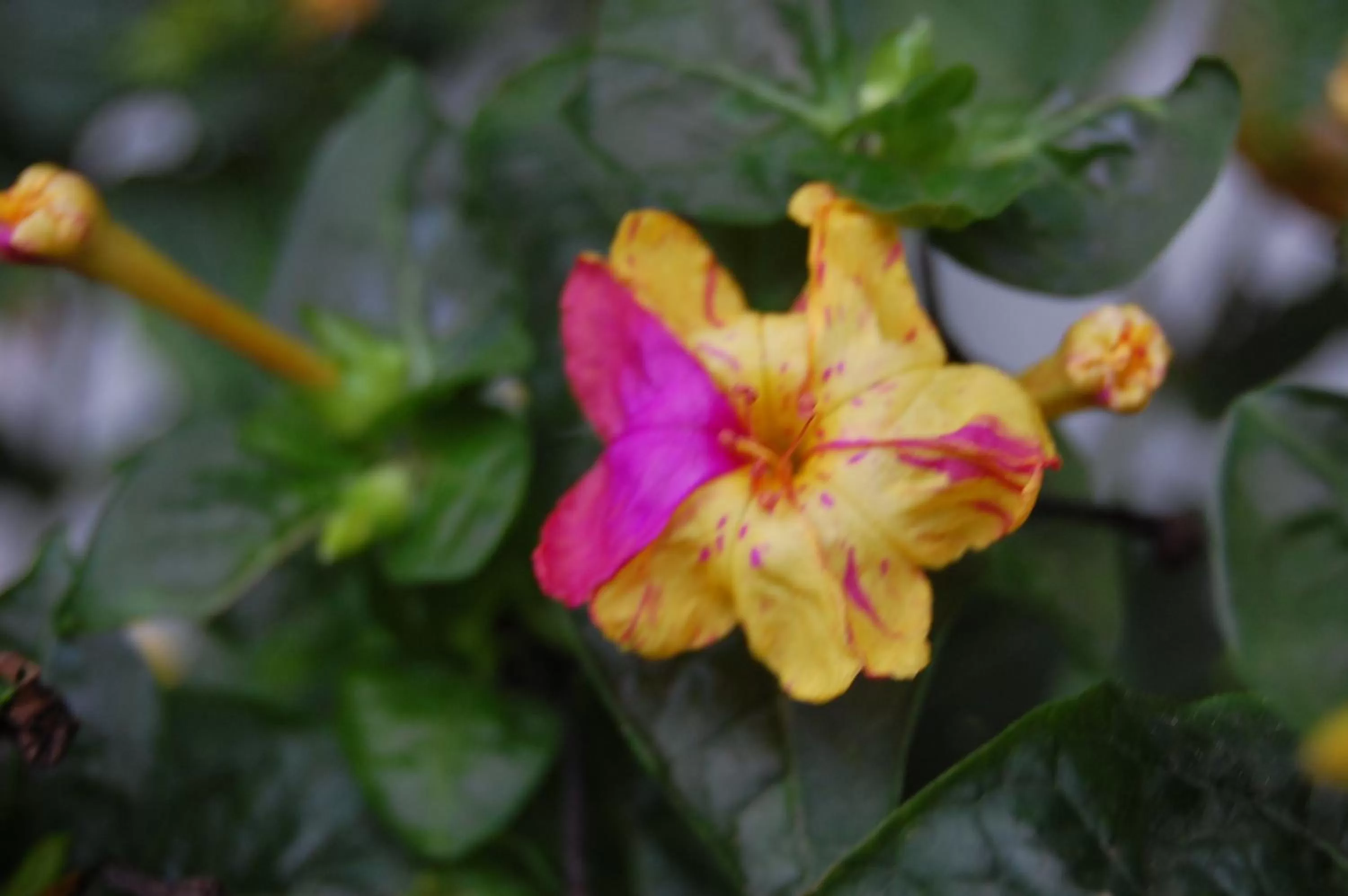 Garden in Apartamentos Otorongo Cuenca Ecuador