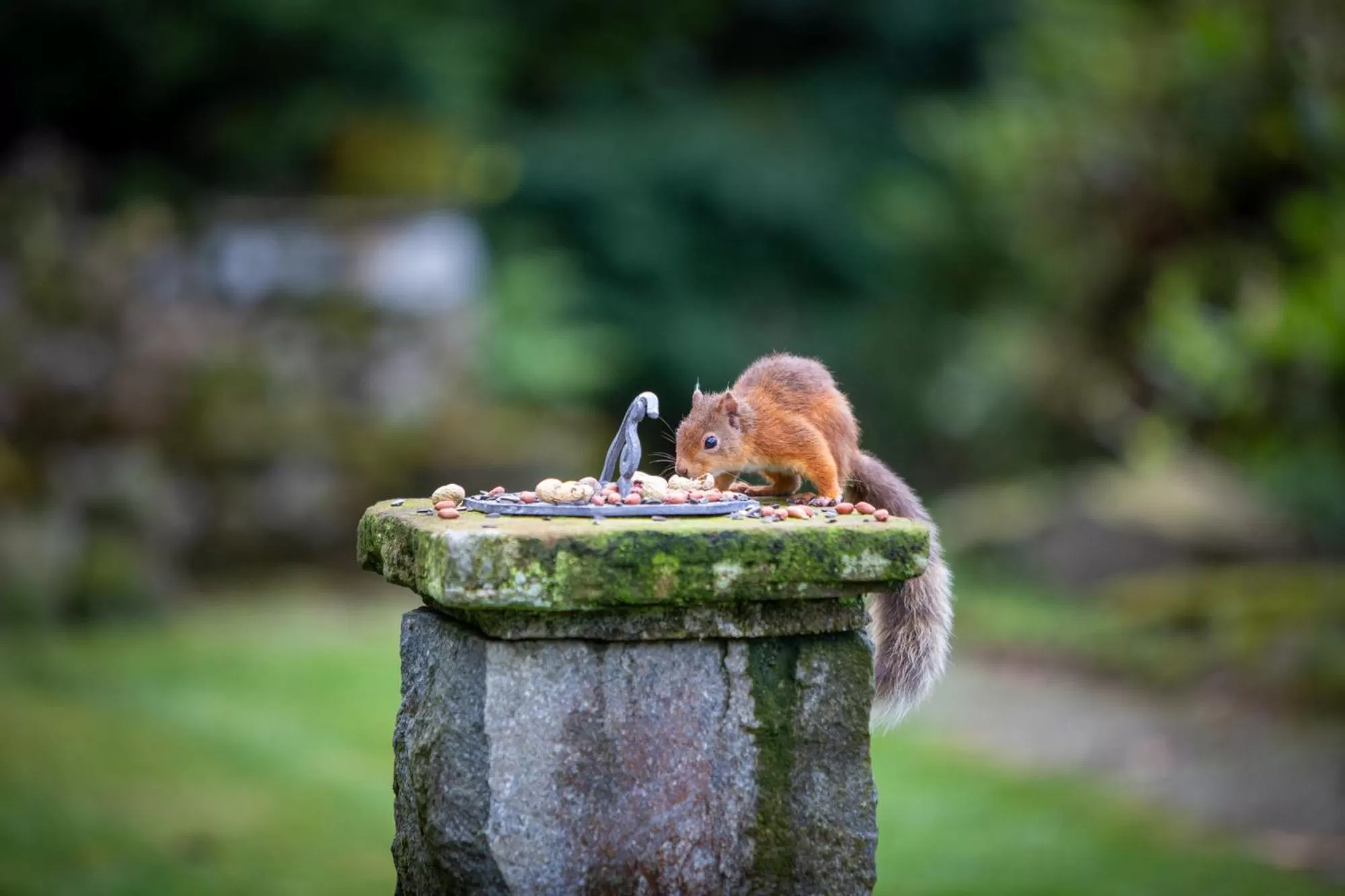 Garden in Haweswater Hotel