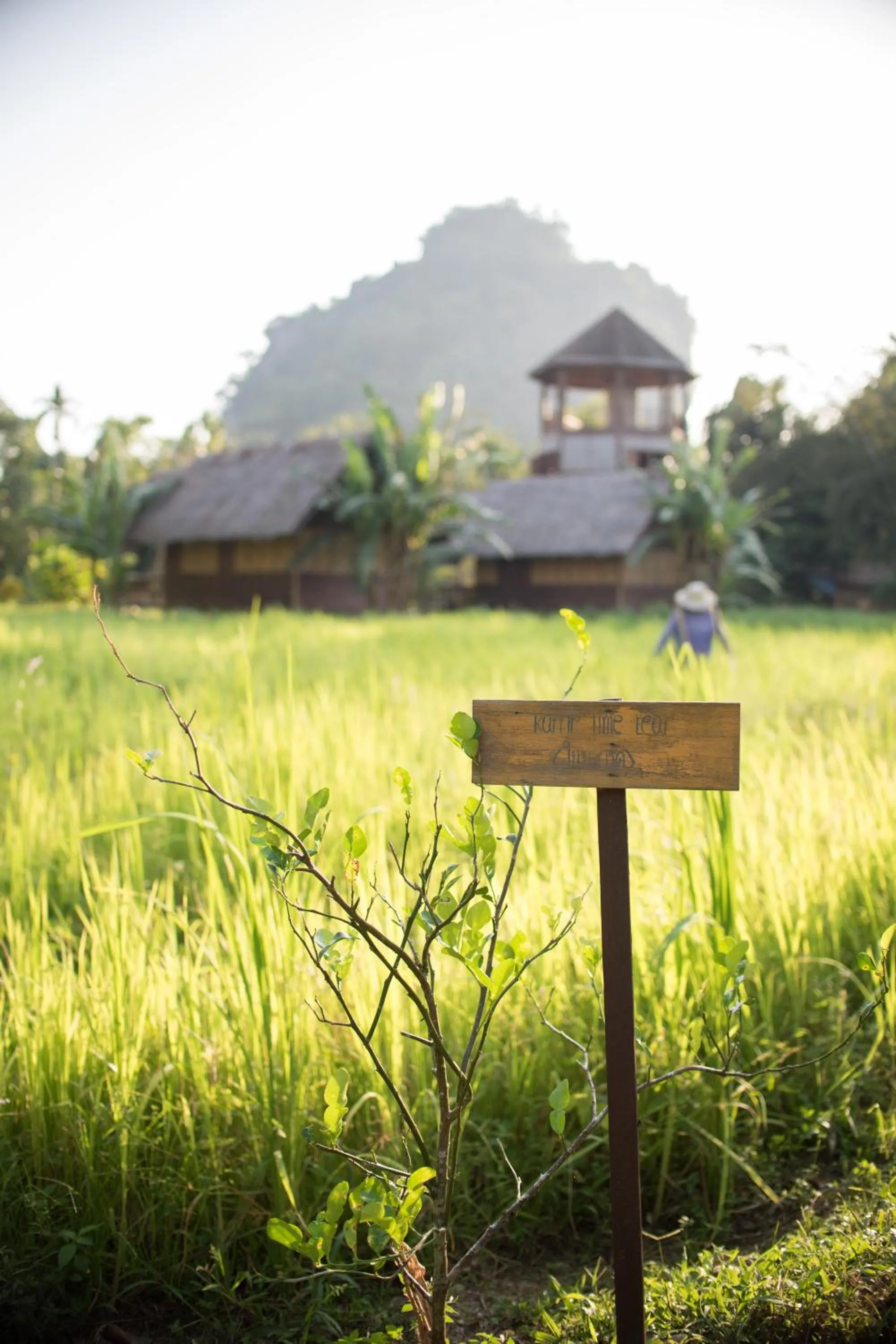 Day in Our Jungle Camp - Eco Resort