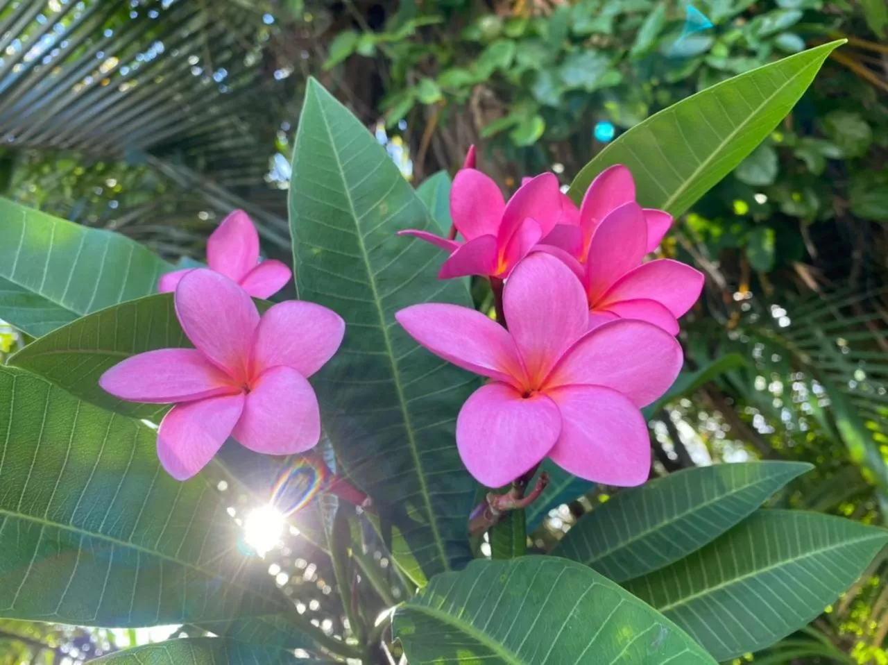 Villa Cajou (Chambre d'hôtes chez l'habitant)