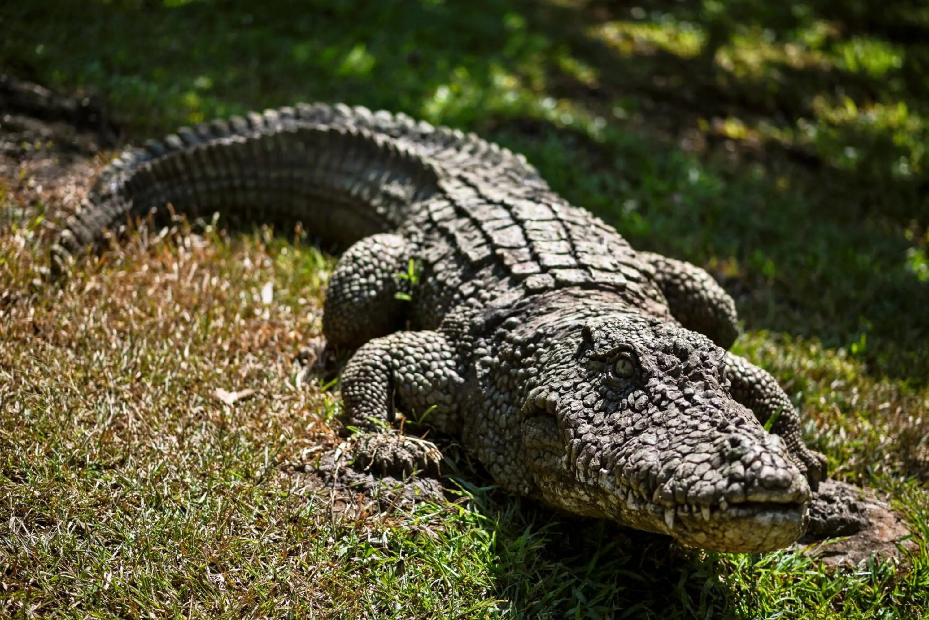 Decorative detail in The Fern Samali Resort