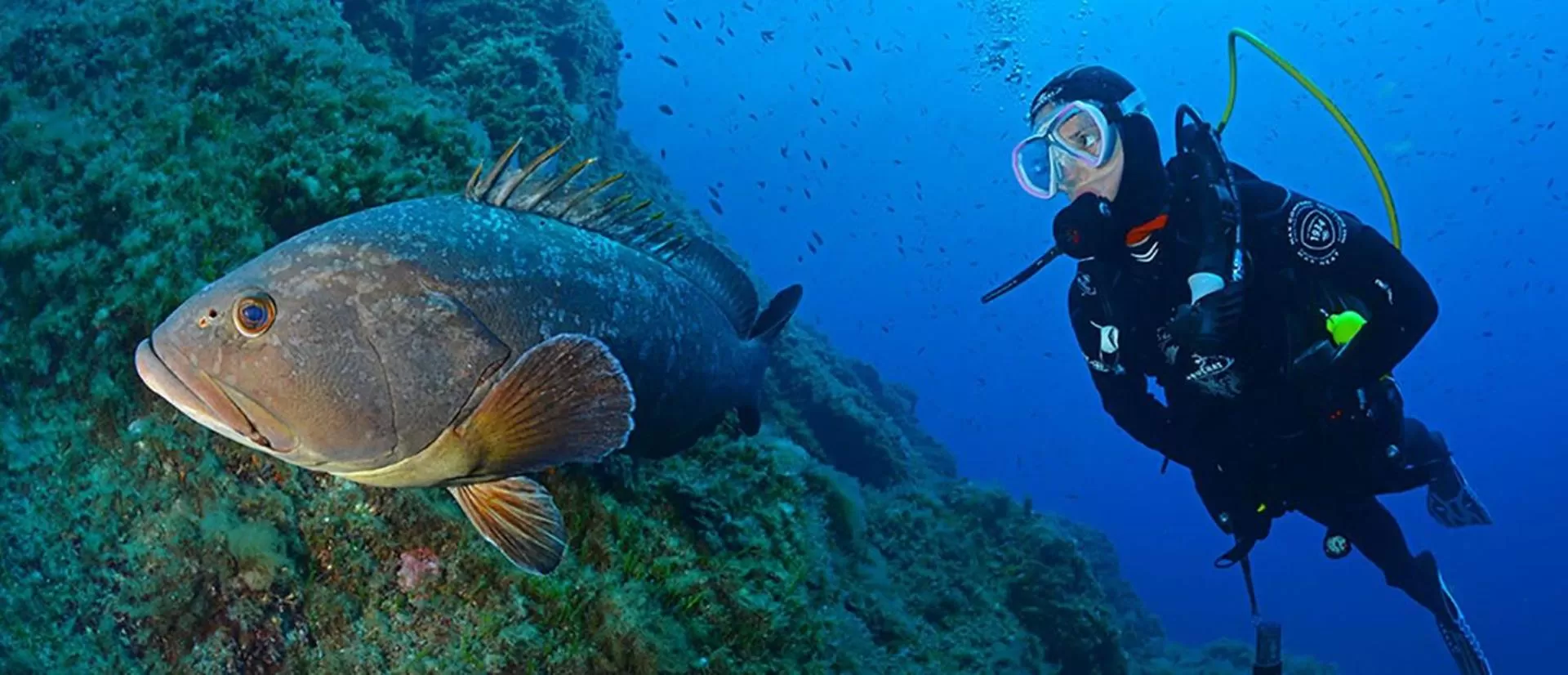 Diving in Hôtel Le Méditerranée