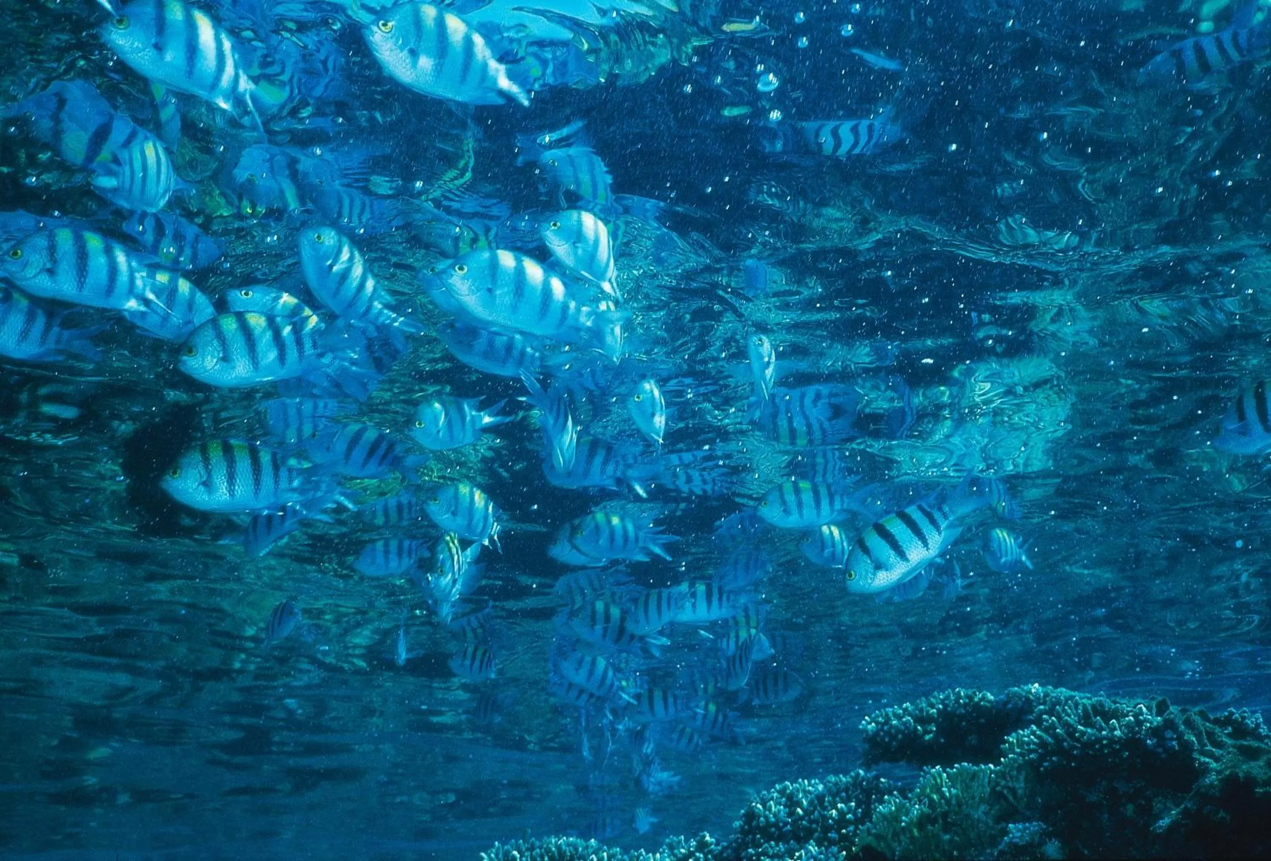 Other in Yam Suf by Isrotel Collection