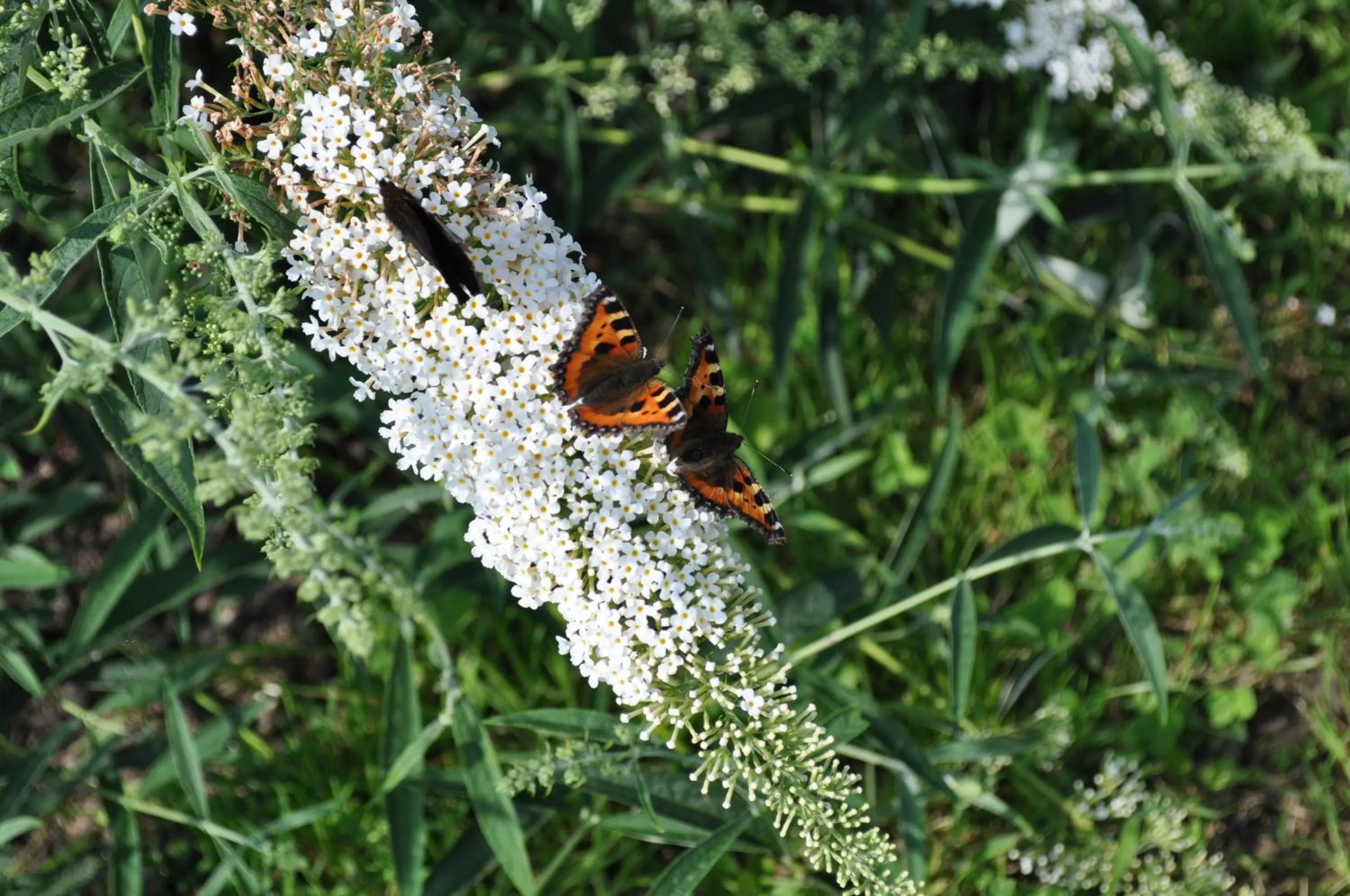 Garden, Other Animals in Koebenhovedskov Bed & Breakfast