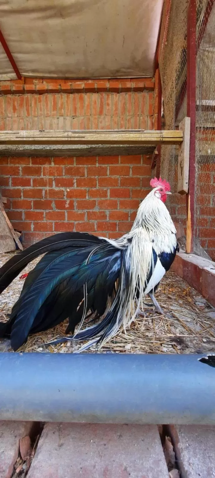 Etno selo Vile Jefimija, selo Preobrazenje, Vranje