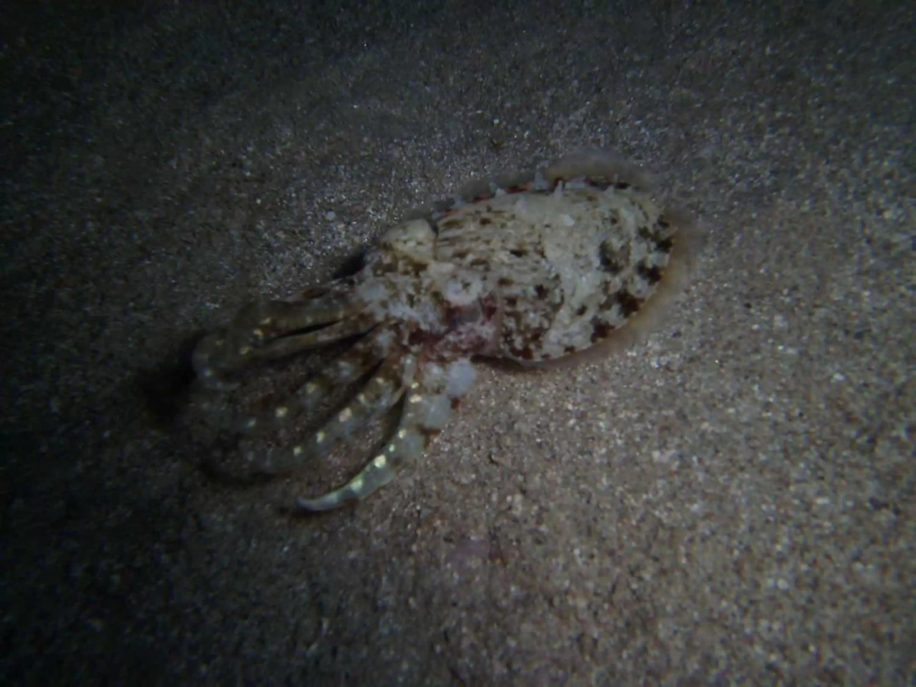 Diving, Other Animals in Arab Divers Dive Center and Bed & Breakfast