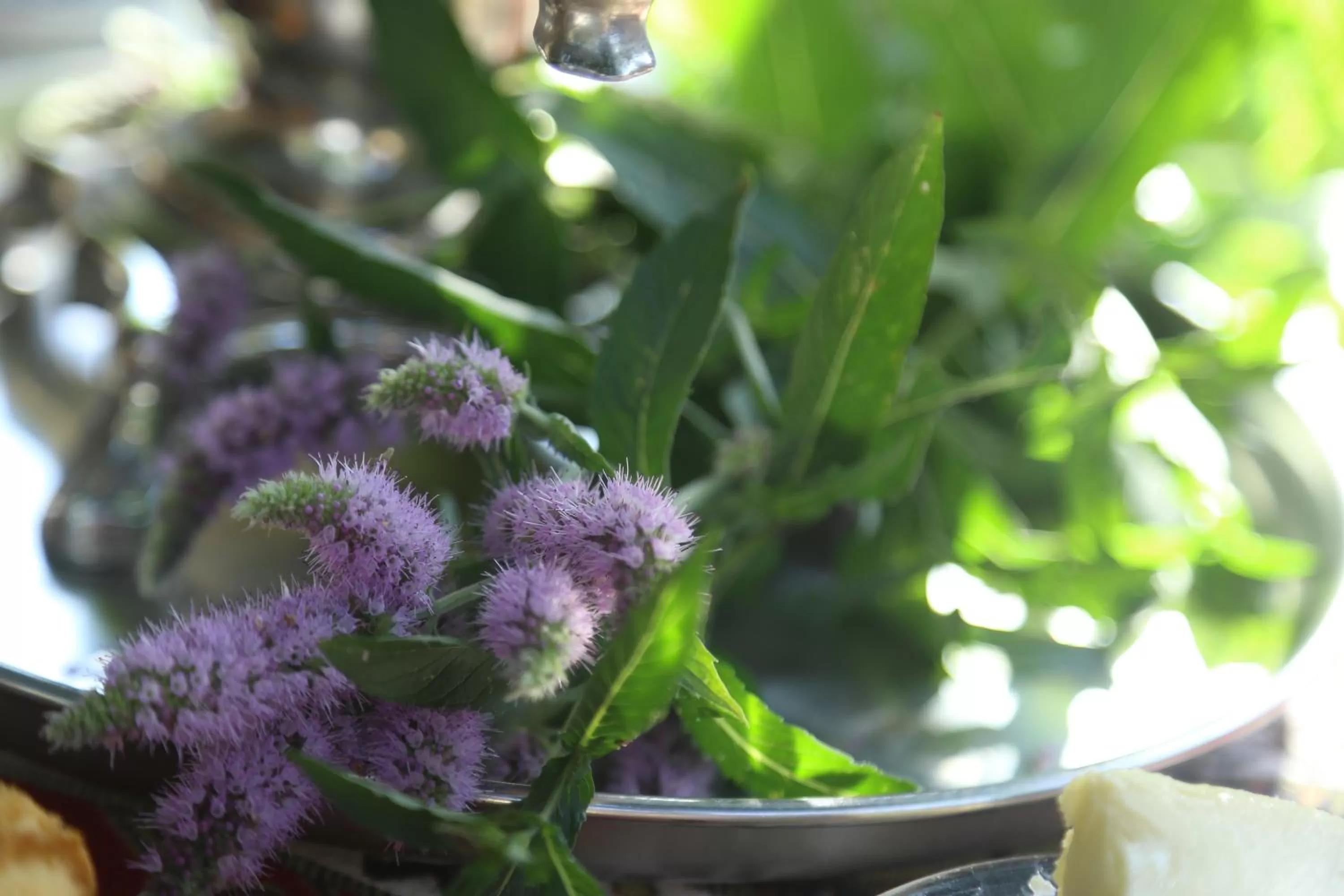 Garden in Guest House David's B&B