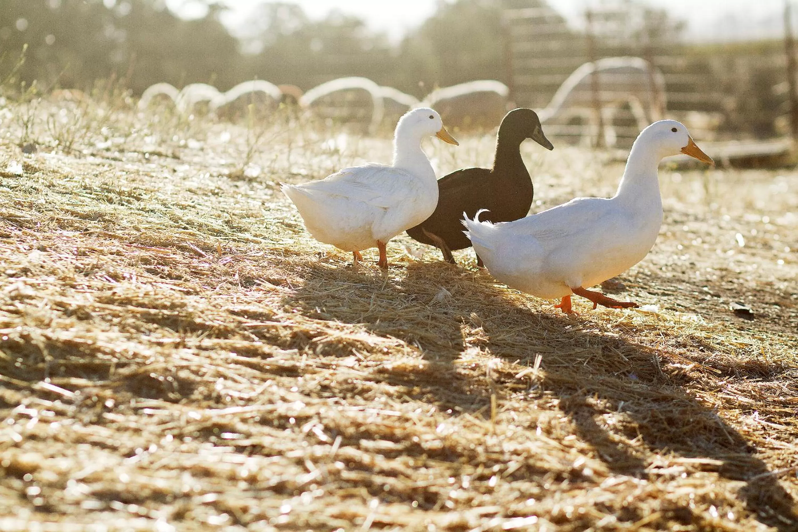 Other Animals in Rêves de Moutons
