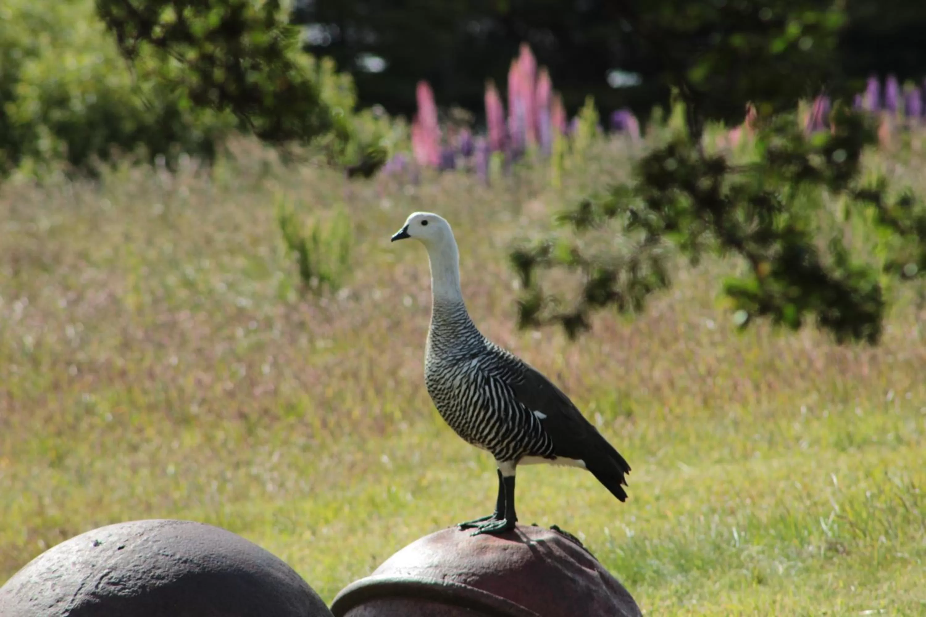 Natural landscape, Other Animals in Hospedaje Isla Magdalena
