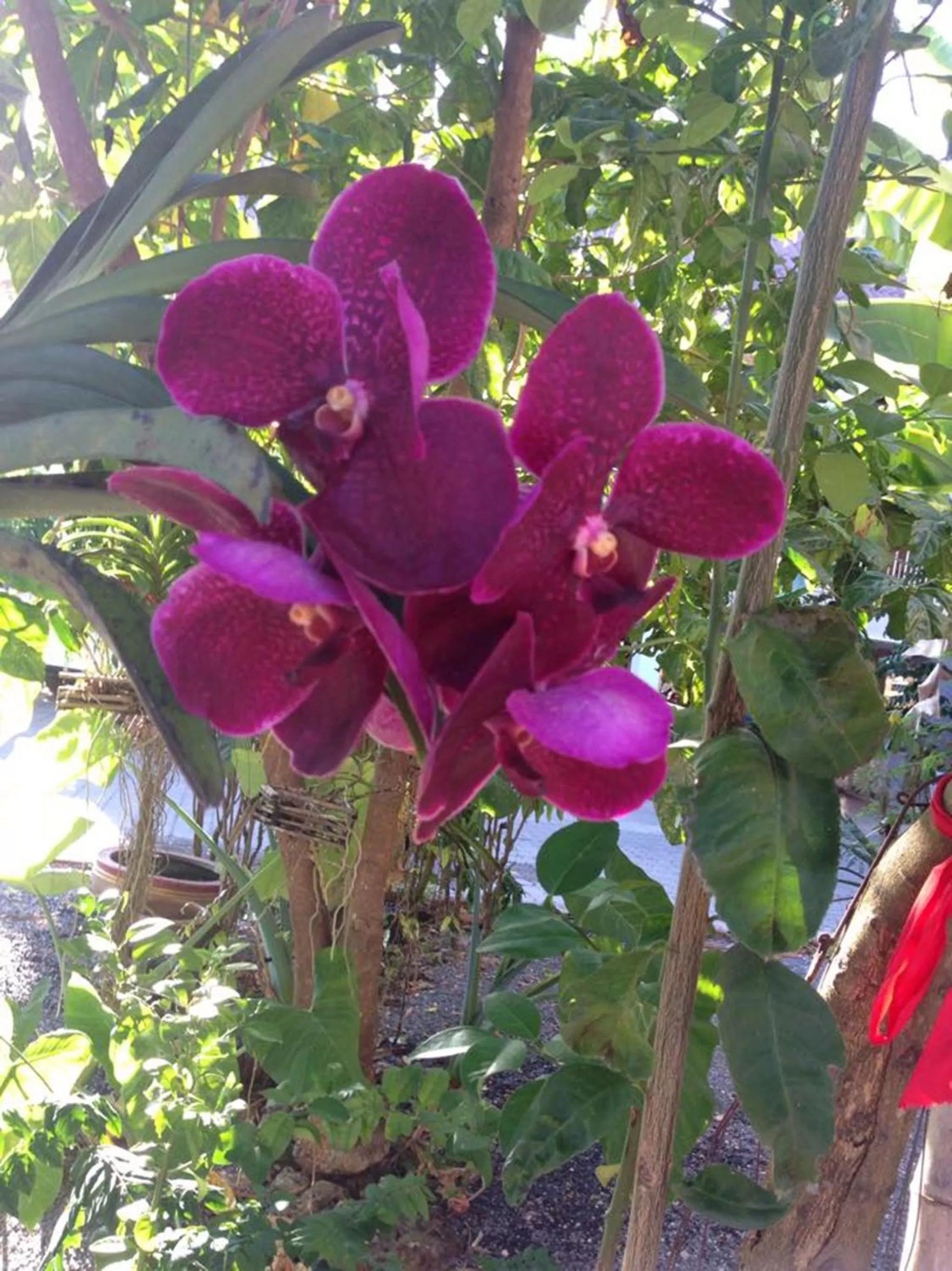 On site, Garden in Chuanchom Resort