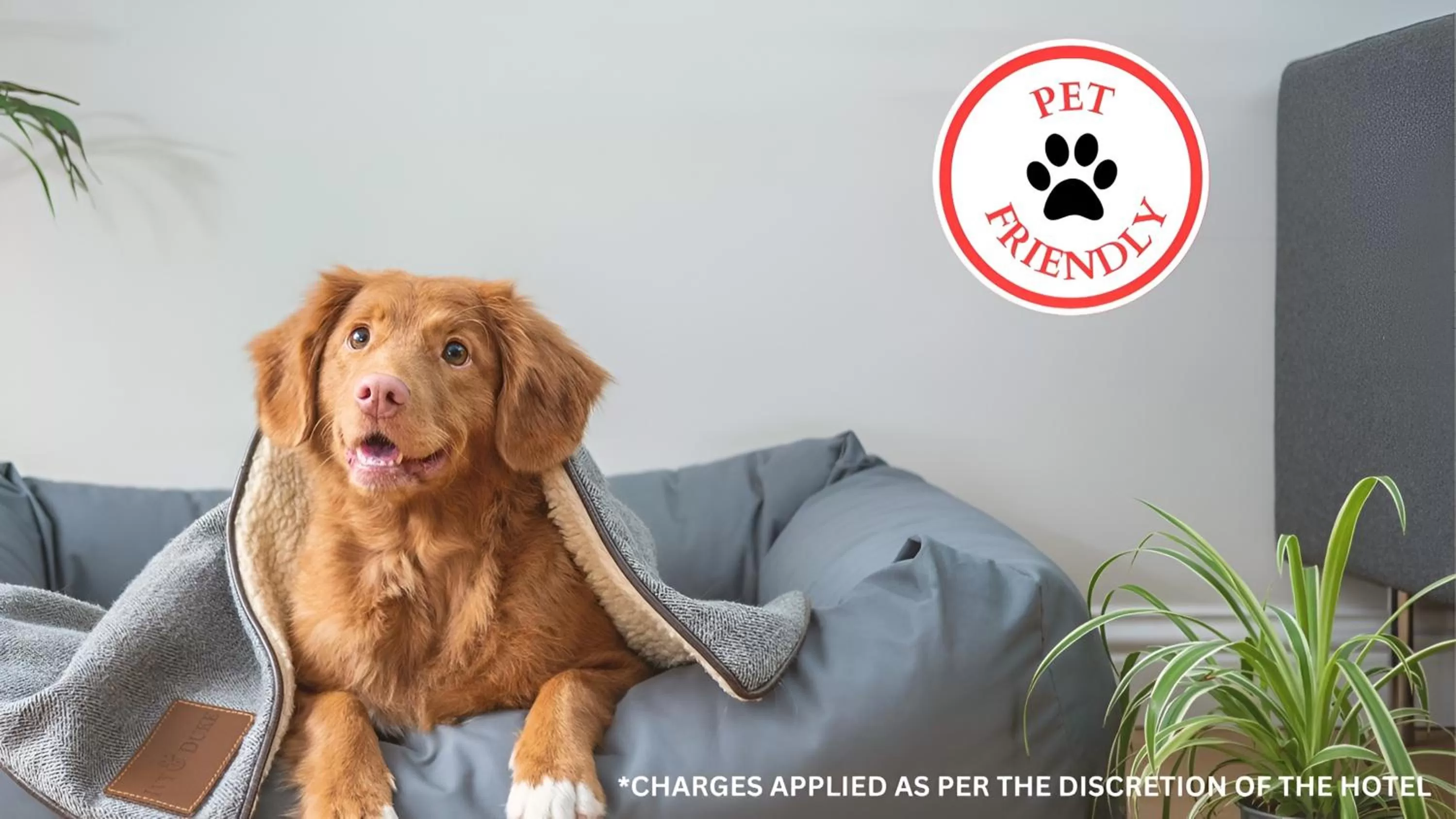 Pets in OYO Dovecote Hotel